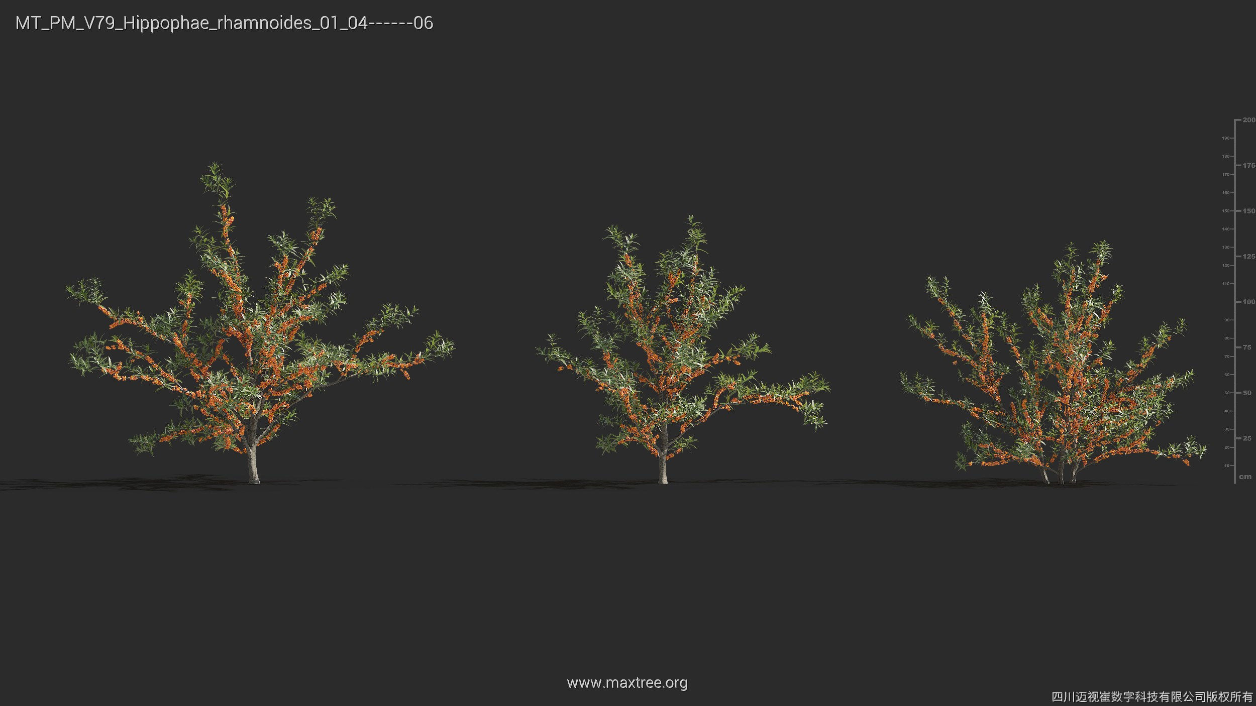 Maxtree Plant Models Vol 79 - Mesh 3D model_21