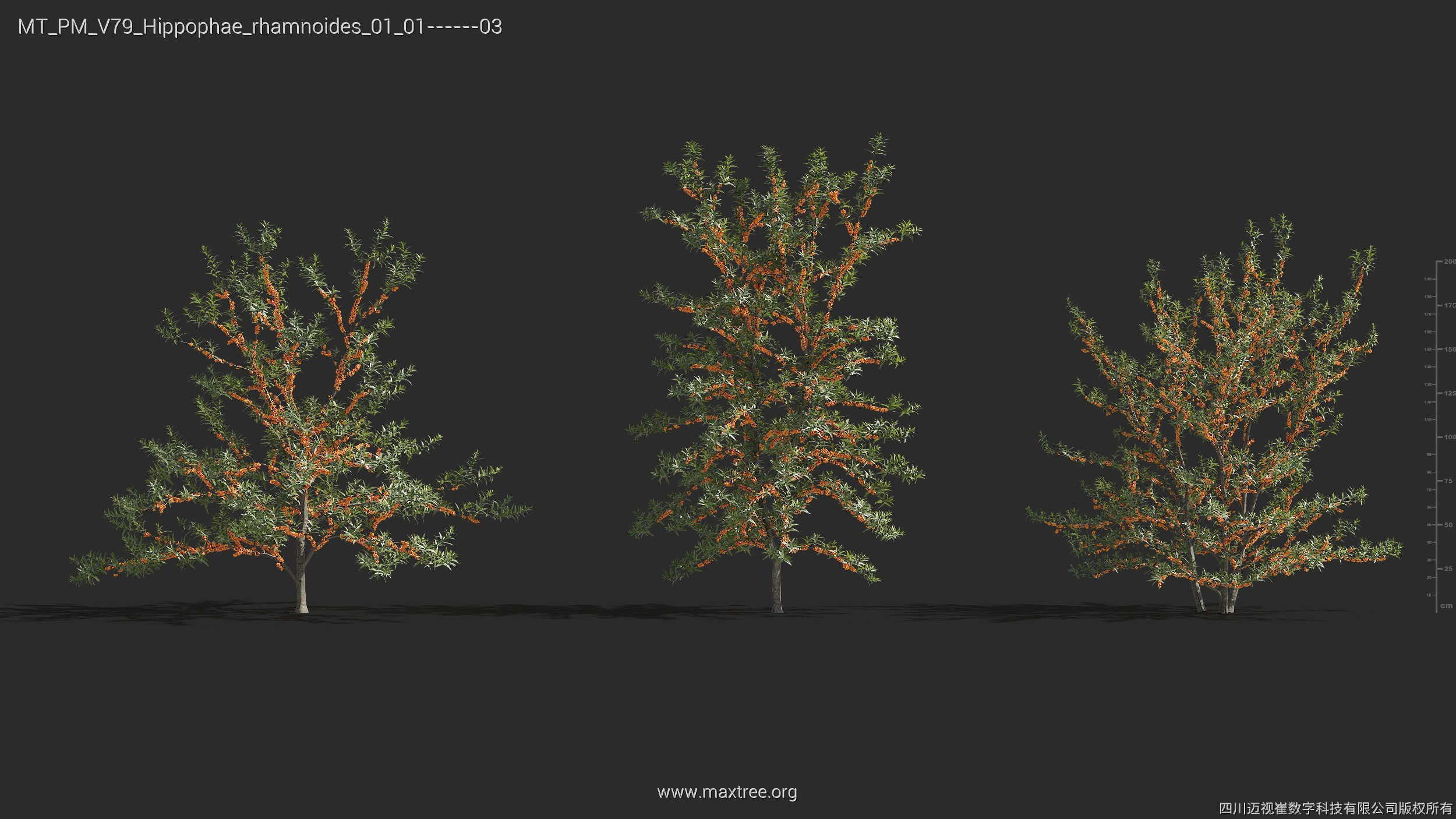 Maxtree Plant Models Vol 79 - Mesh 3D model_20