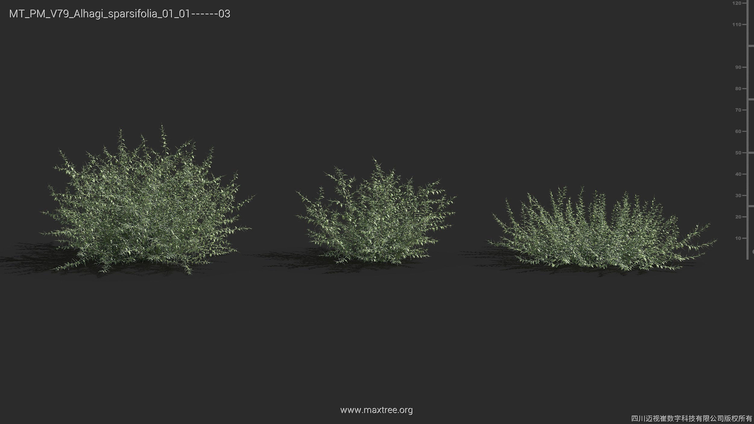 Maxtree Plant Models Vol 79 - Mesh 3D model_6
