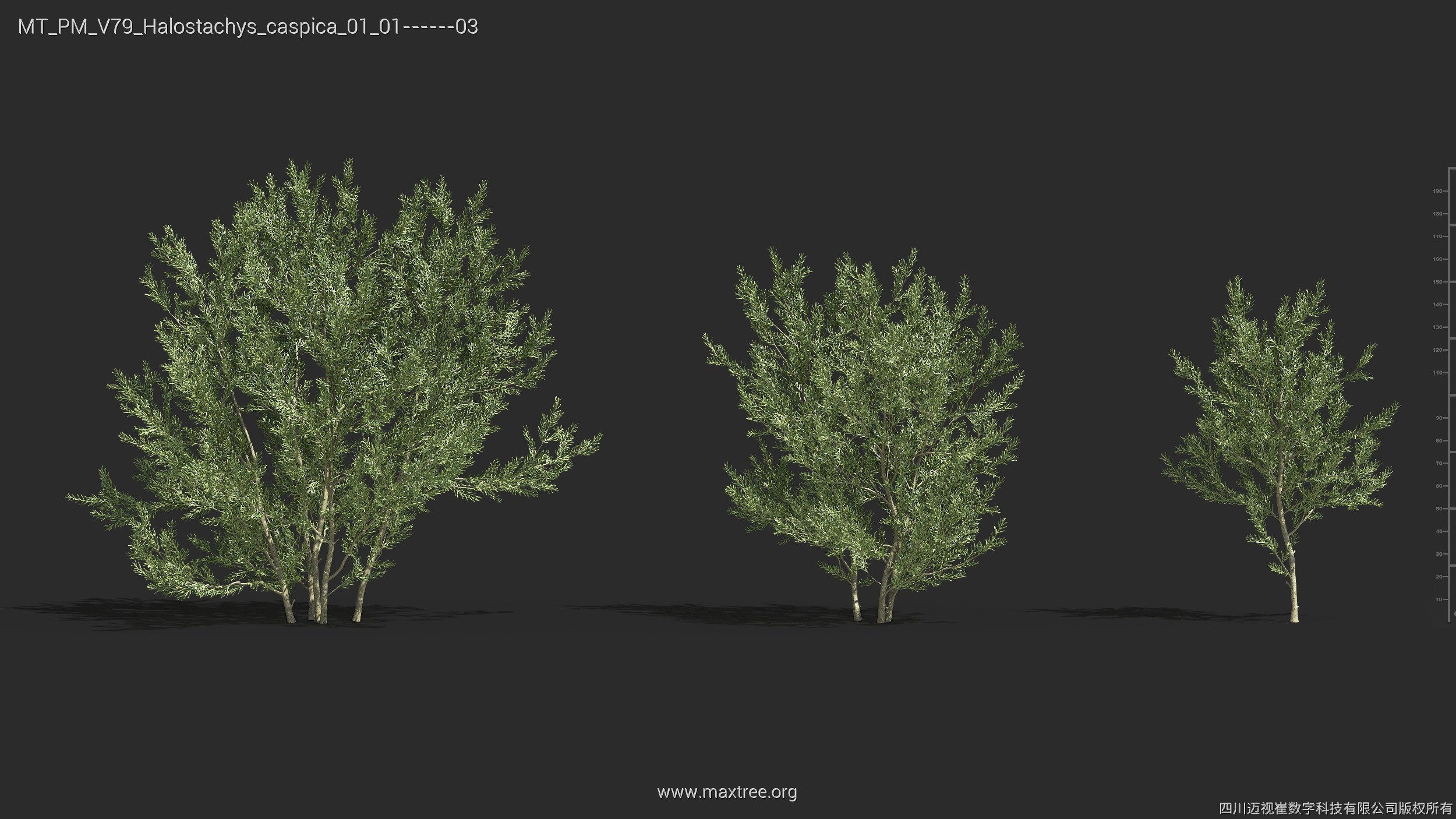 Maxtree Plant Models Vol 79 - Mesh 3D model_14