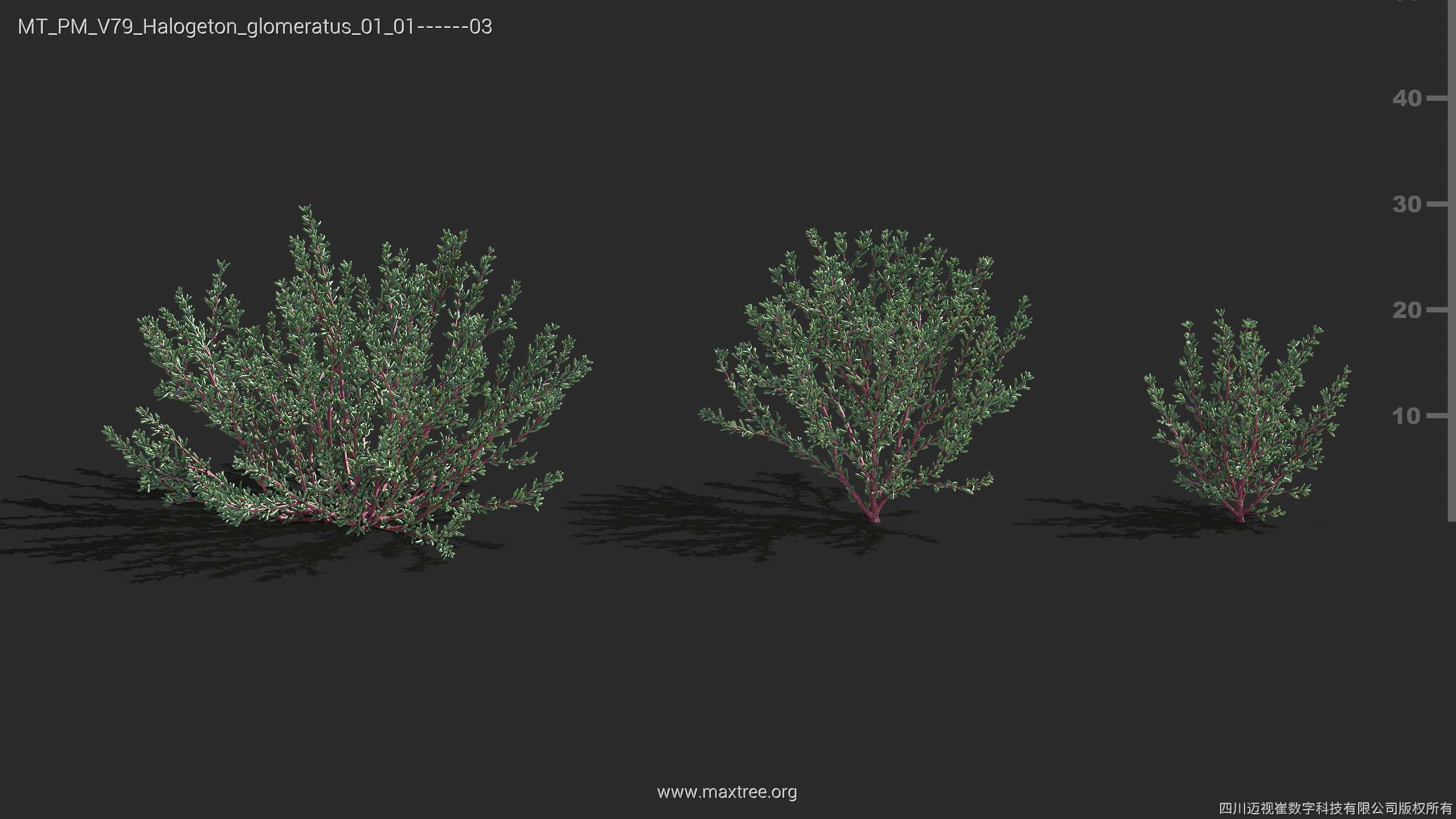 Maxtree Plant Models Vol 79 - Mesh 3D model_12