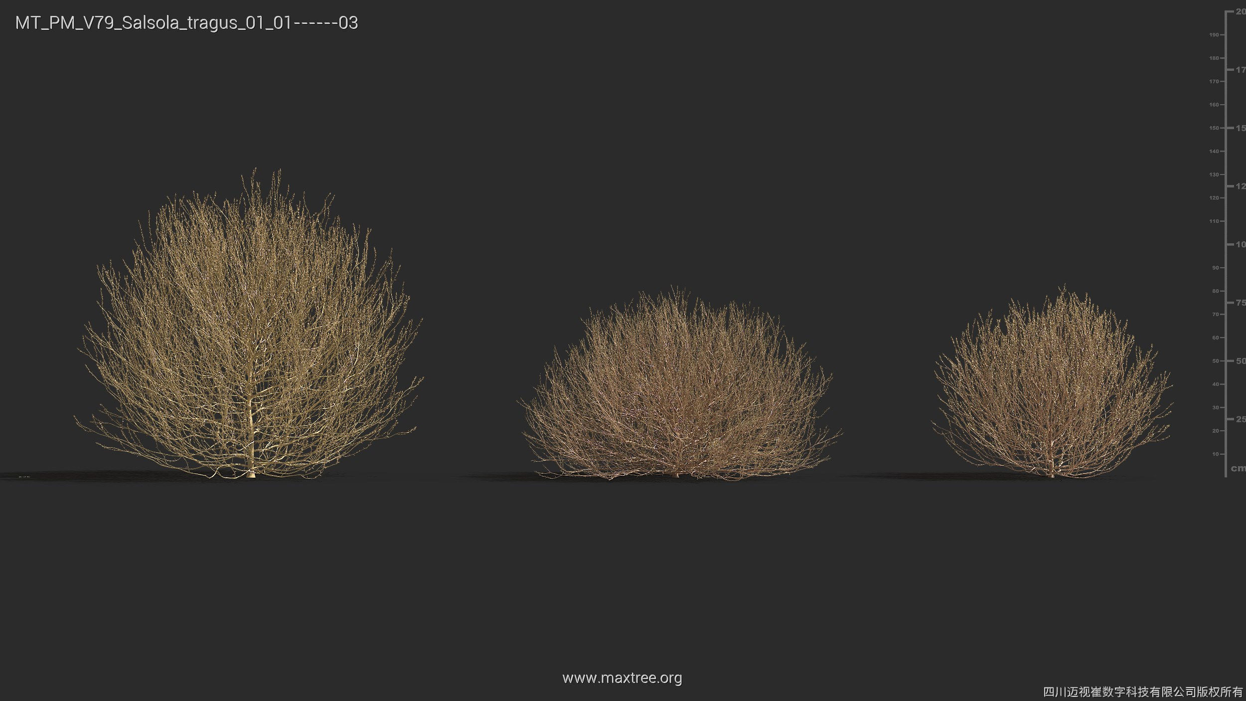Maxtree Plant Models Vol 79 - Mesh 3D model_26