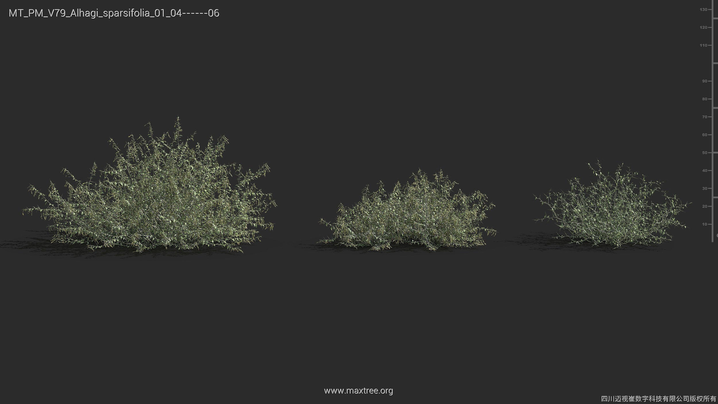 Maxtree Plant Models Vol 79 - Mesh 3D model_7