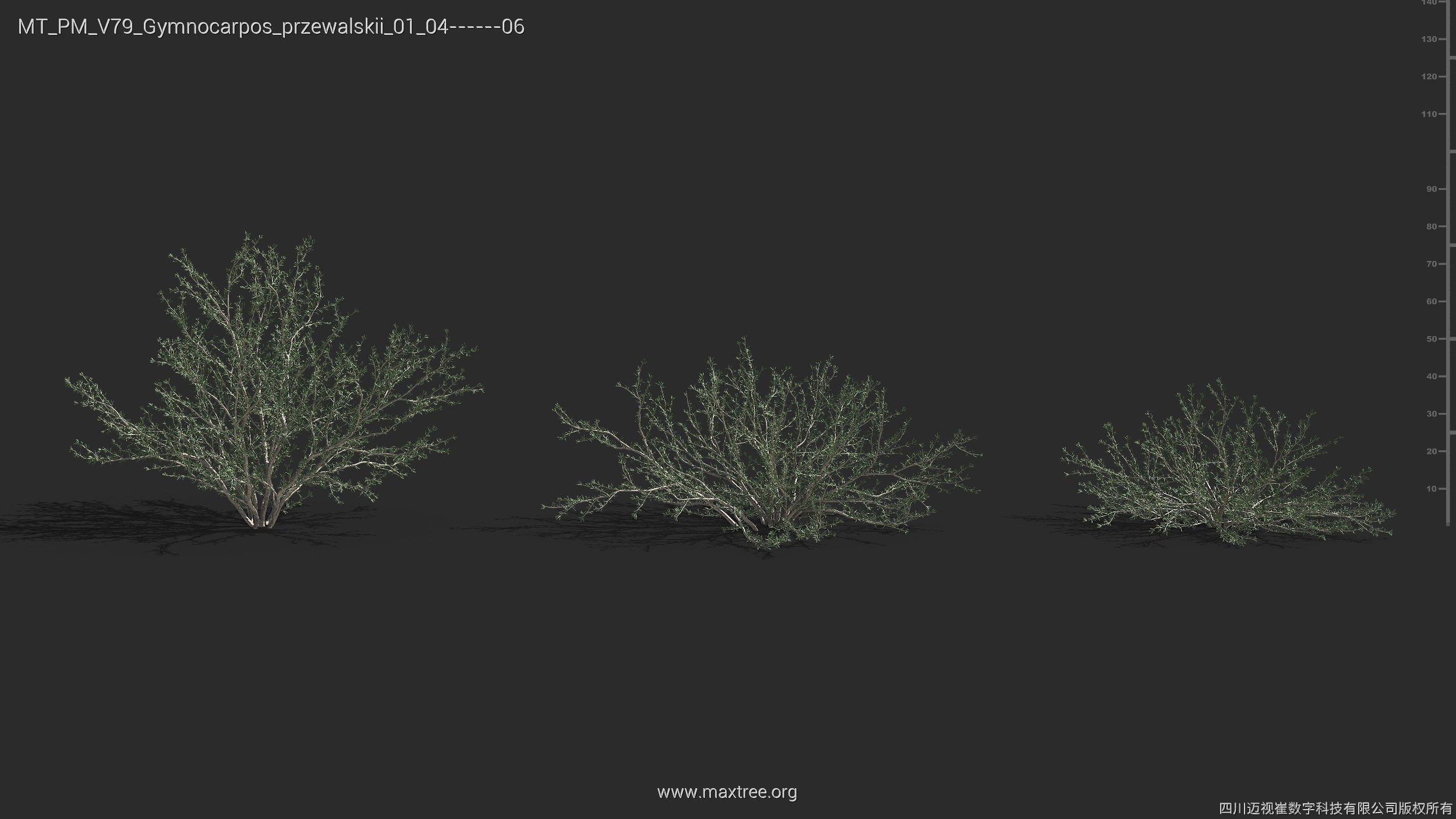 Maxtree Plant Models Vol 79 - Mesh 3D model_11