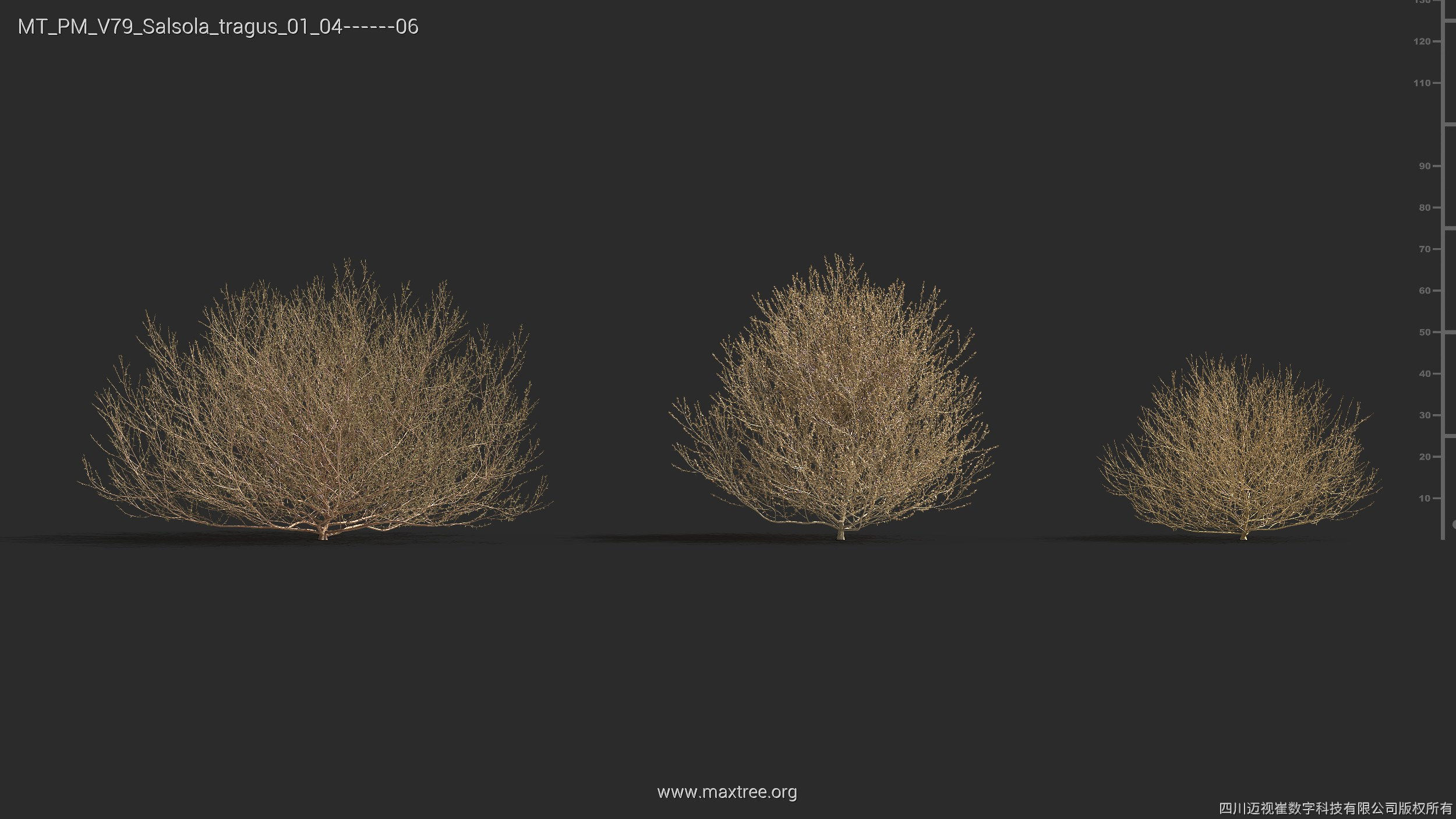 Maxtree Plant Models Vol 79 - Mesh 3D model_27