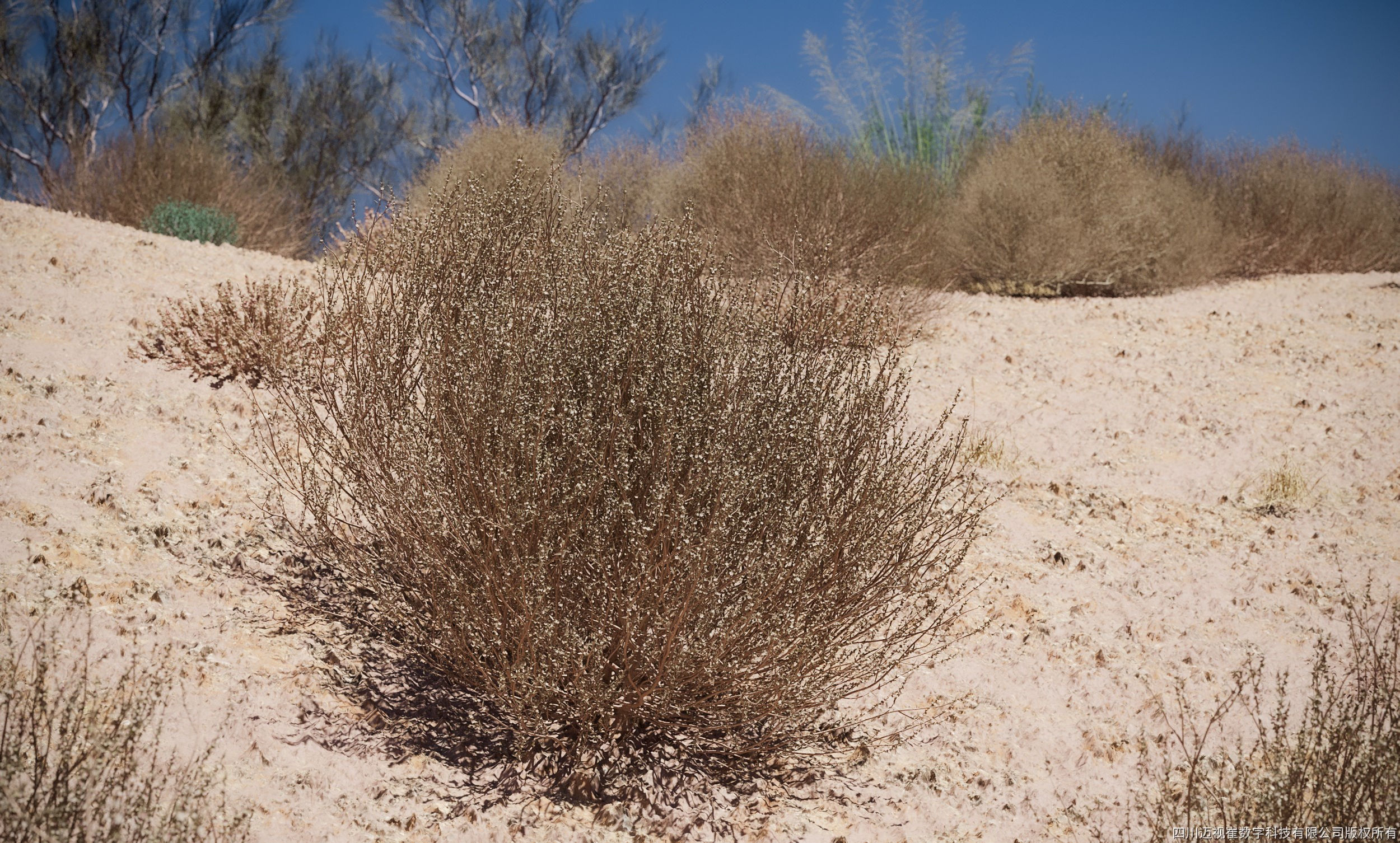 Maxtree Plant Models Vol 79 - Mesh 3D model_2