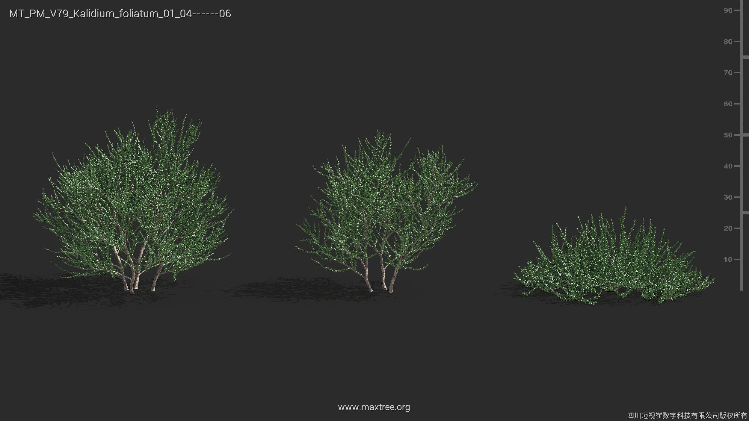 Maxtree Plant Models Vol 79 - Mesh 3D model_23