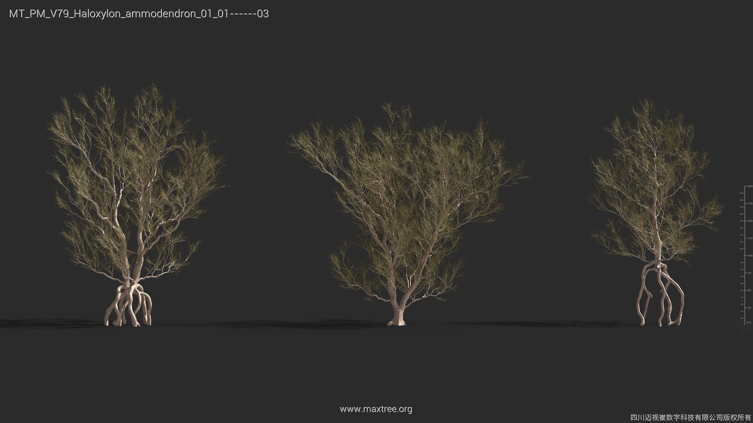 Maxtree Plant Models Vol 79 - Mesh 3D model_16