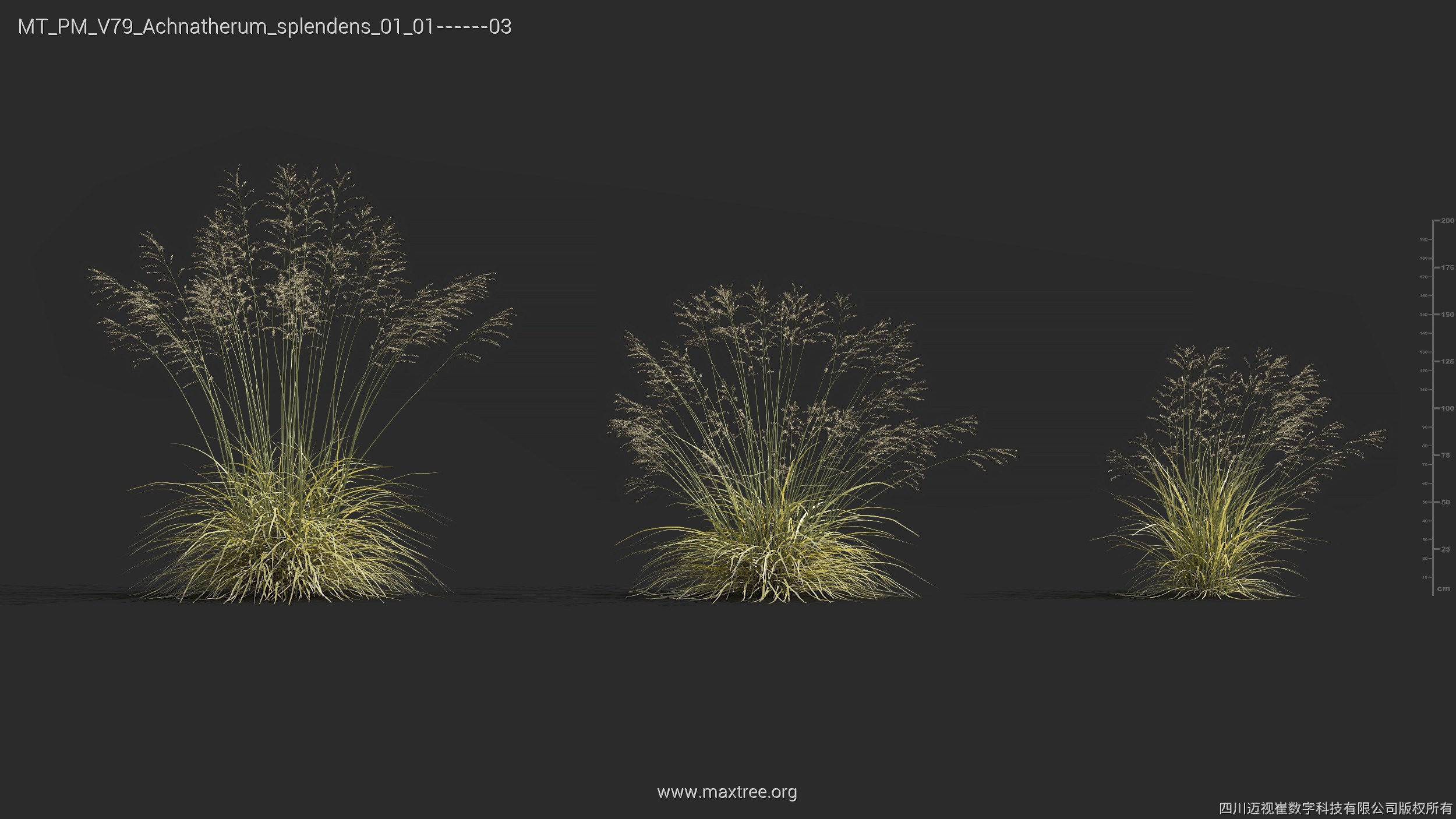 Maxtree Plant Models Vol 79 - Mesh 3D model_4