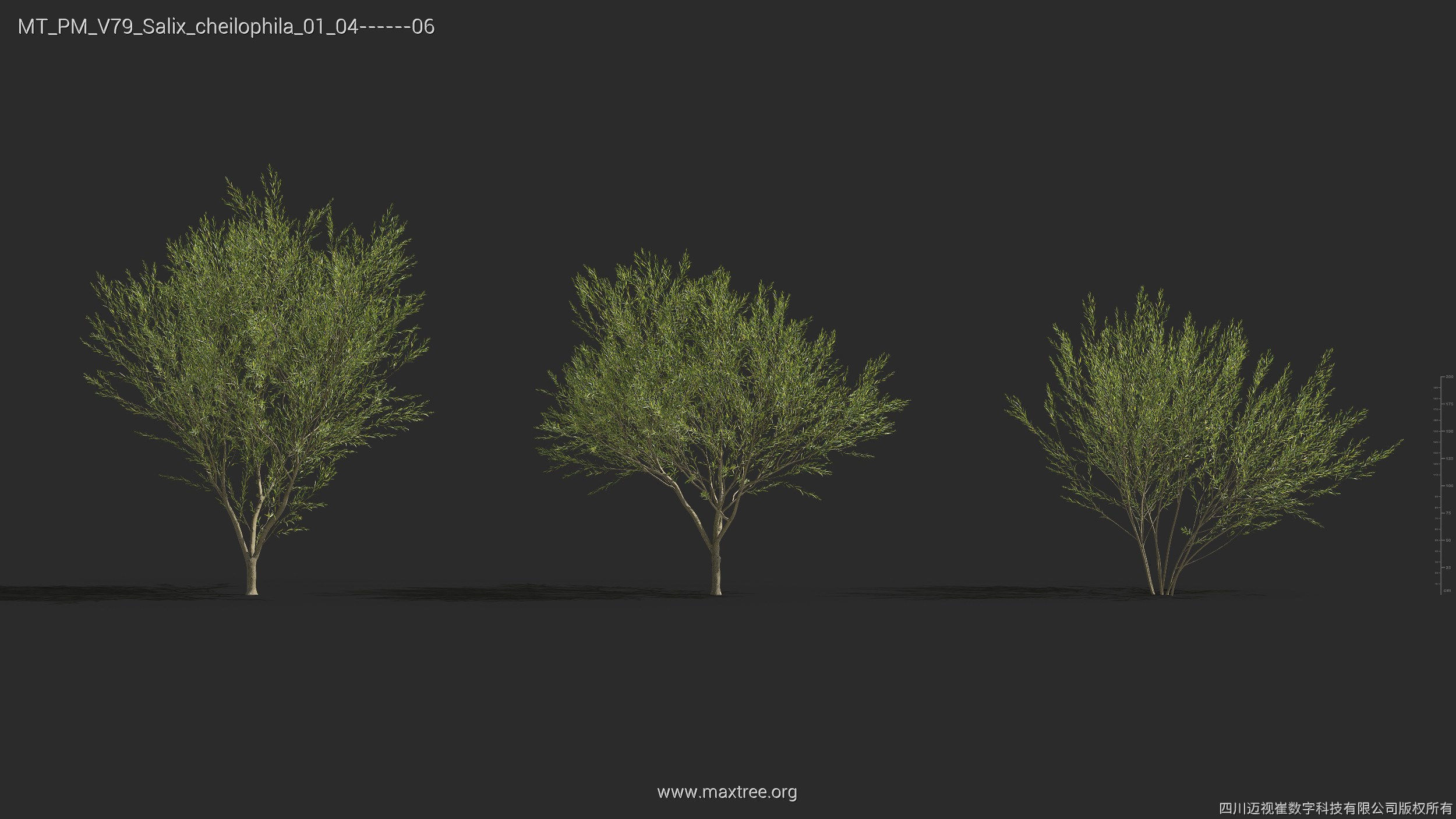 Maxtree Plant Models Vol 79 - Mesh 3D model_25