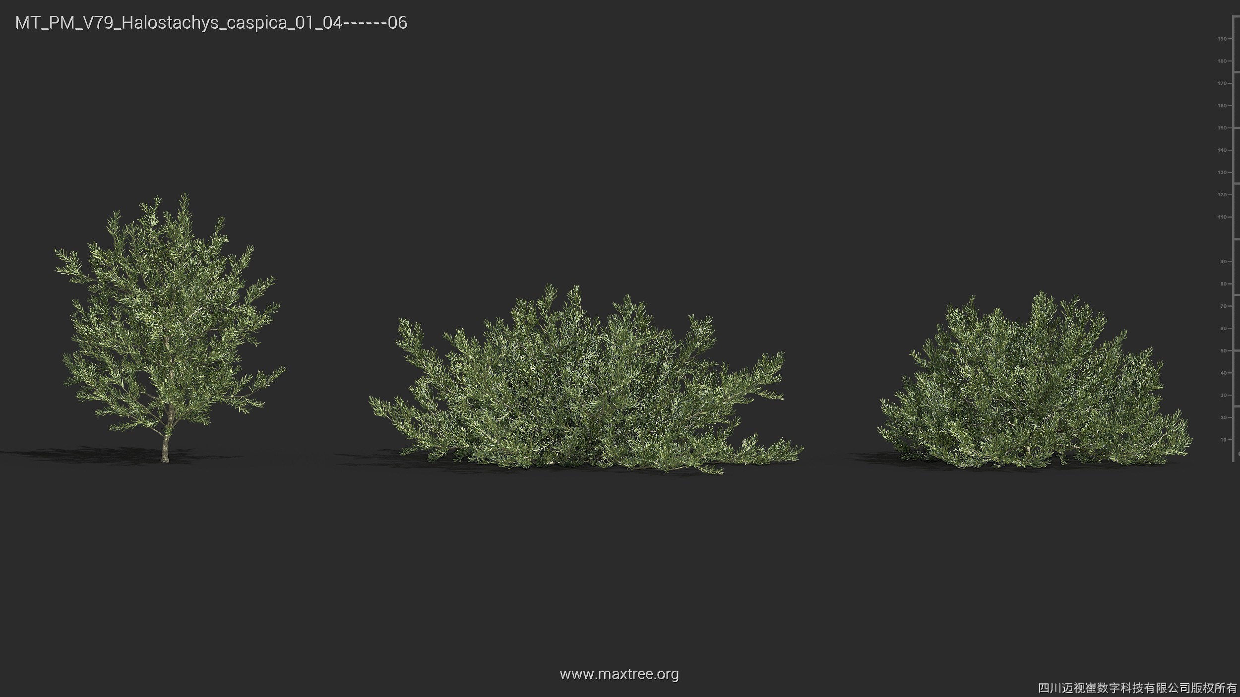 Maxtree Plant Models Vol 79 - Mesh 3D model_15