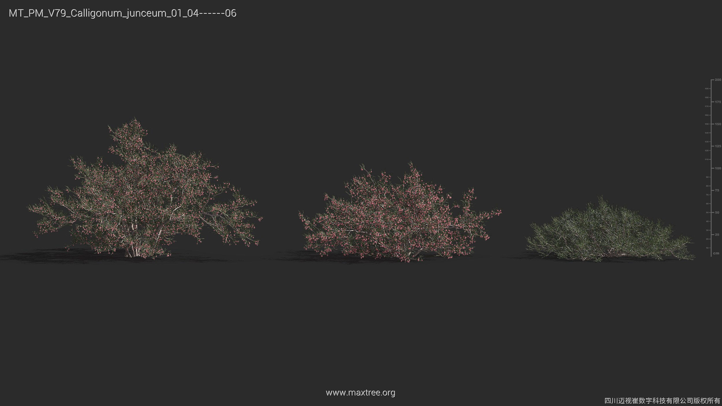 Maxtree Plant Models Vol 79 - Mesh 3D model_9
