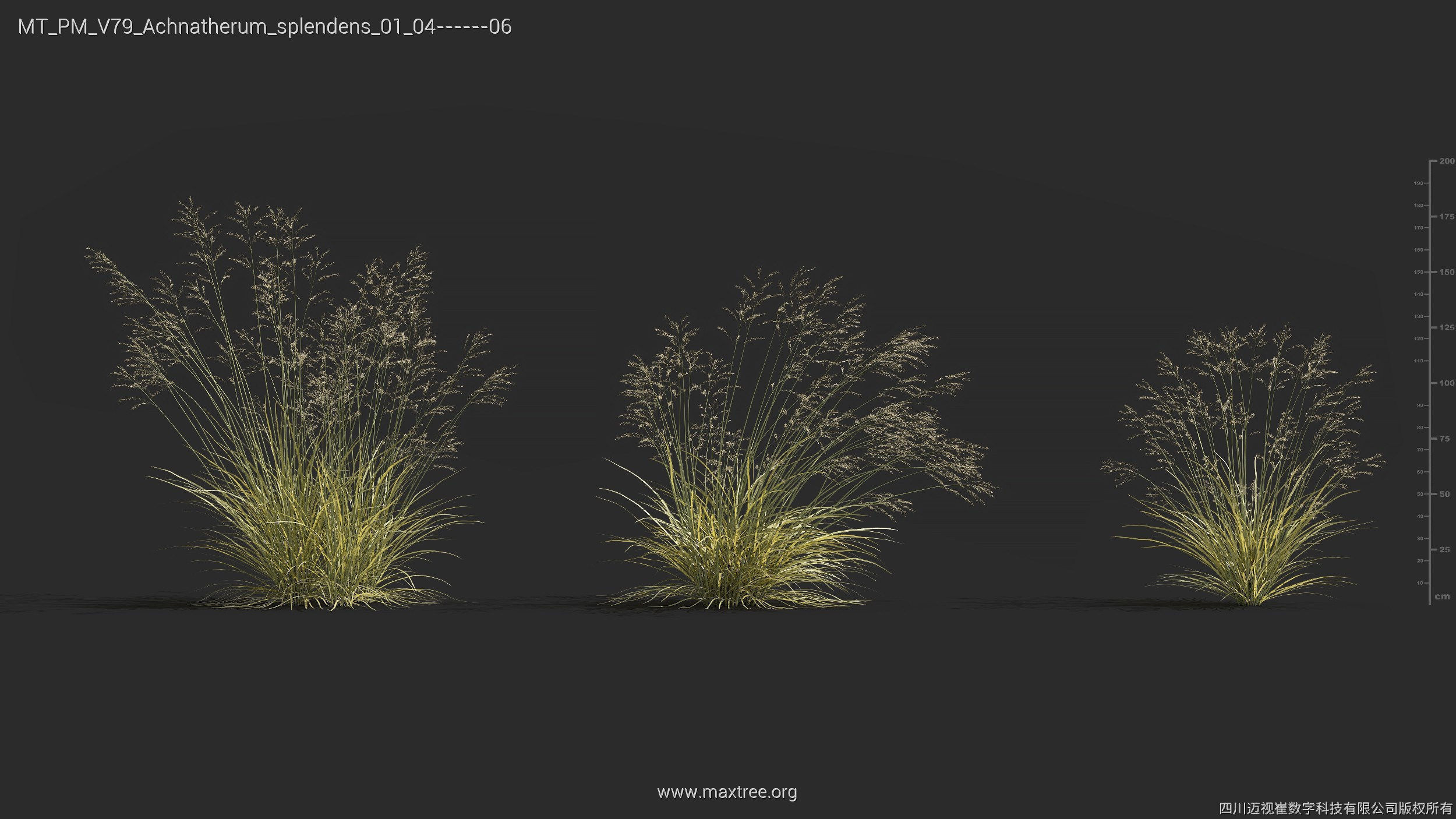 Maxtree Plant Models Vol 79 - Mesh 3D model_5