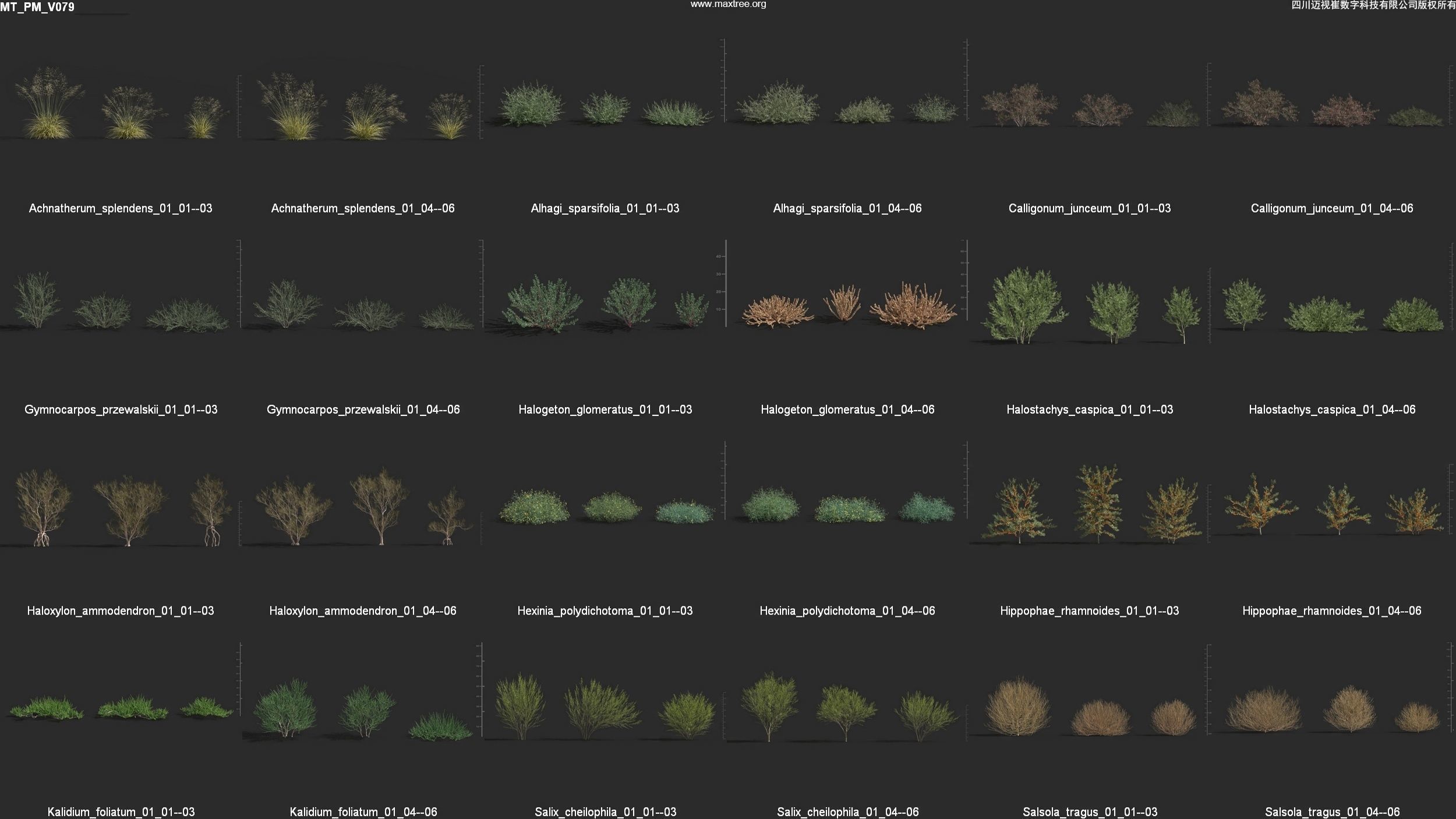 Maxtree Plant Models Vol 79 - Mesh 3D model_3