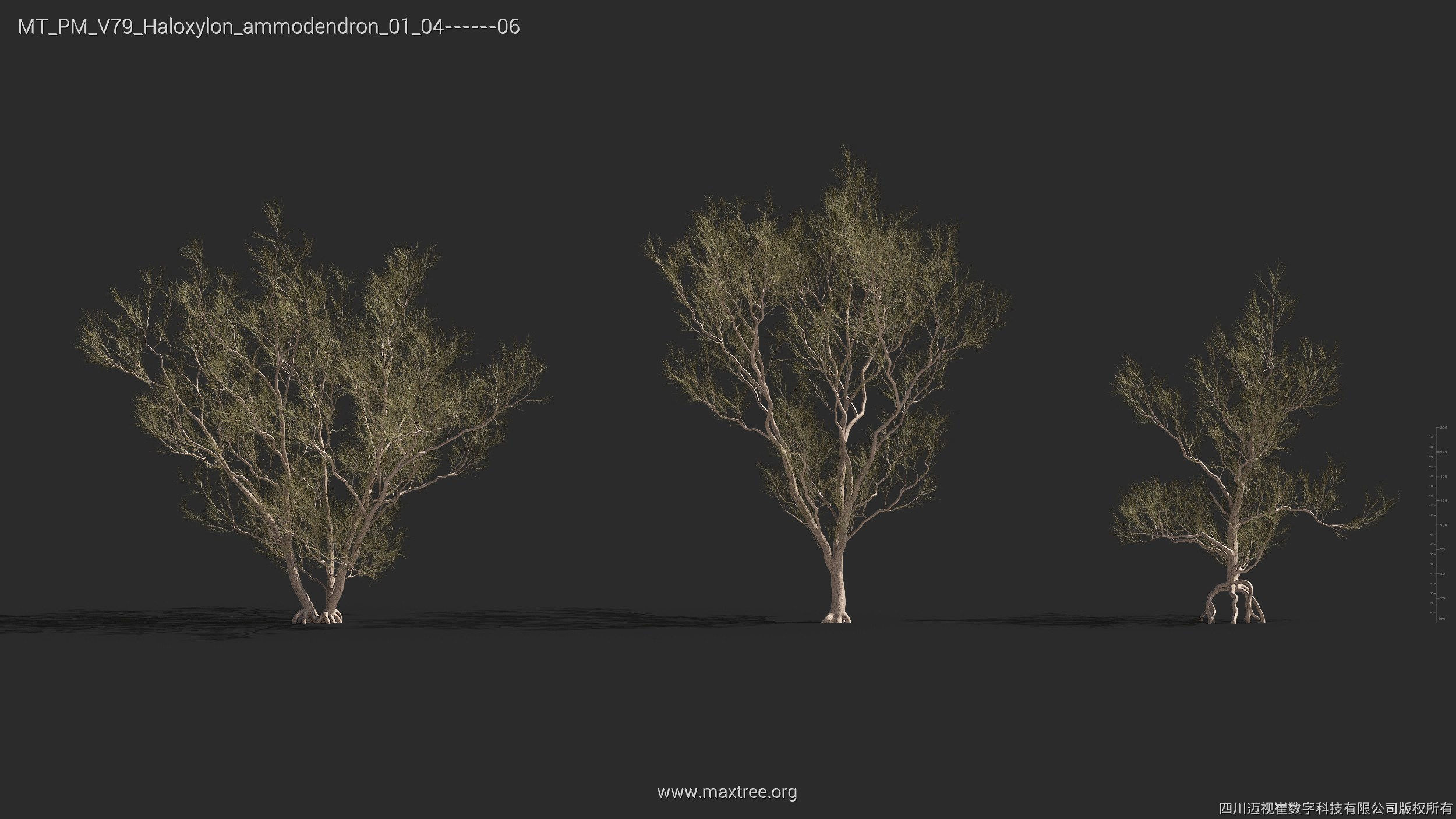 Maxtree Plant Models Vol 79 - Mesh 3D model_17