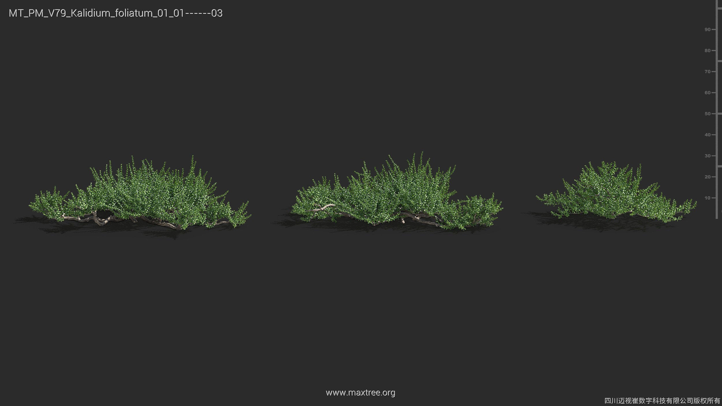 Maxtree Plant Models Vol 79 - Mesh 3D model_22