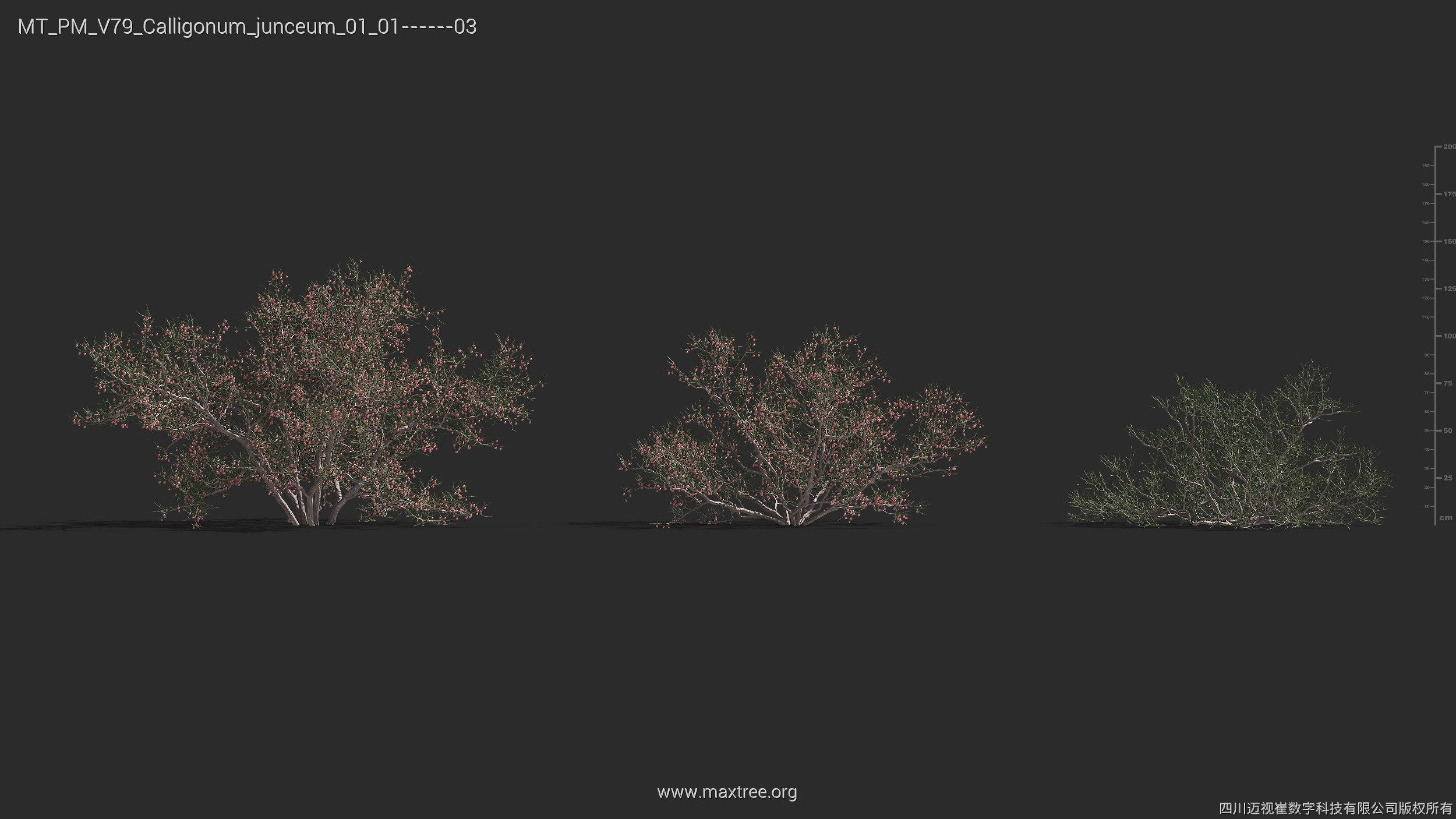 Maxtree Plant Models Vol 79 - Mesh 3D model_8