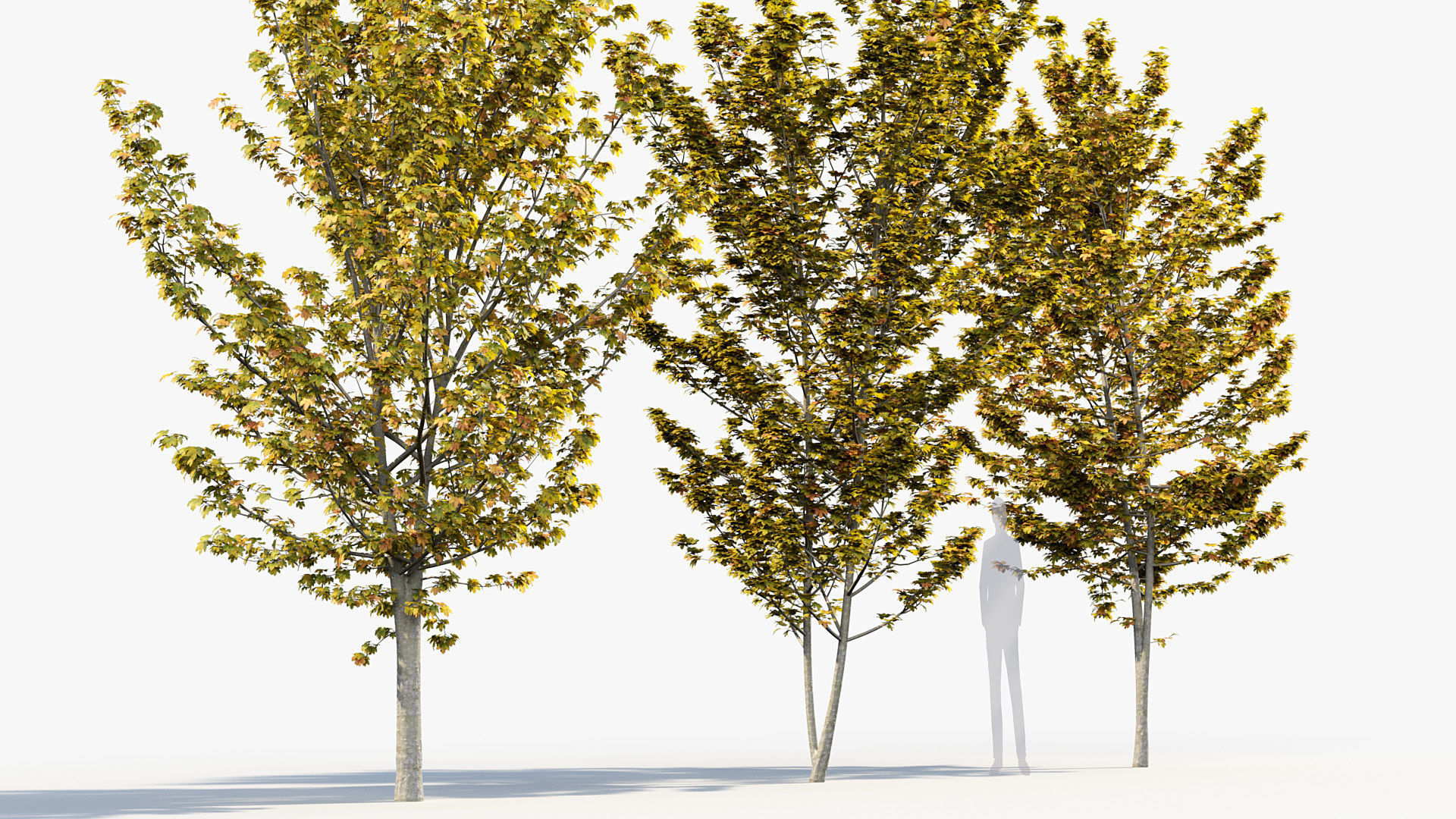 Acer pseudoplatanus Sycamore maple 3D model_7