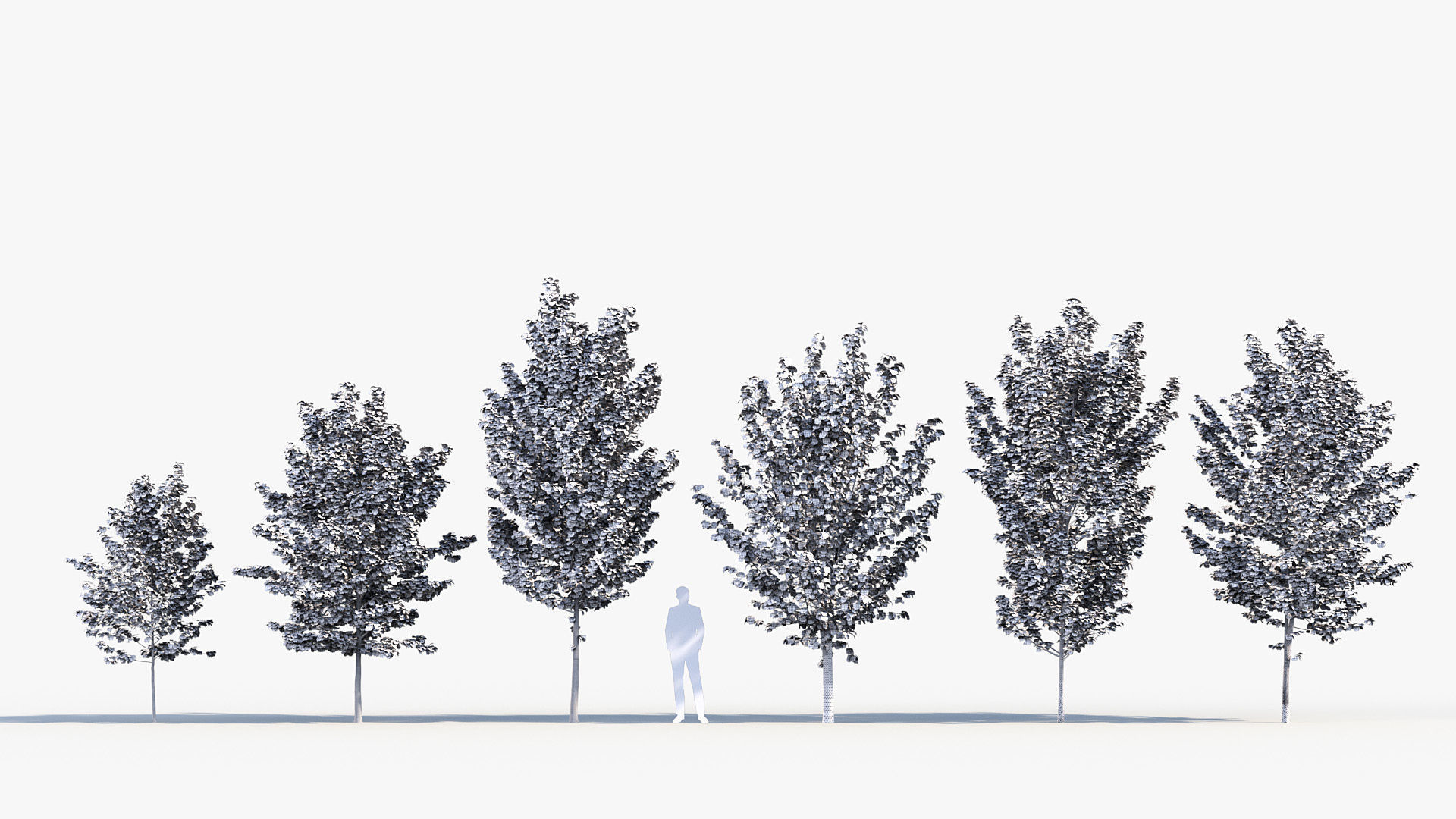 Acer pseudoplatanus Sycamore maple 3D model_8