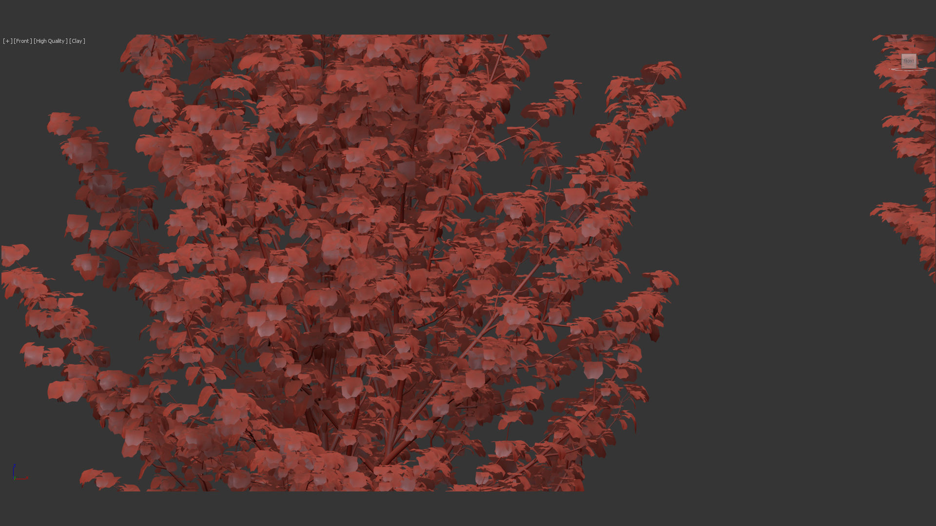 Acer pseudoplatanus Sycamore maple 3D model_9