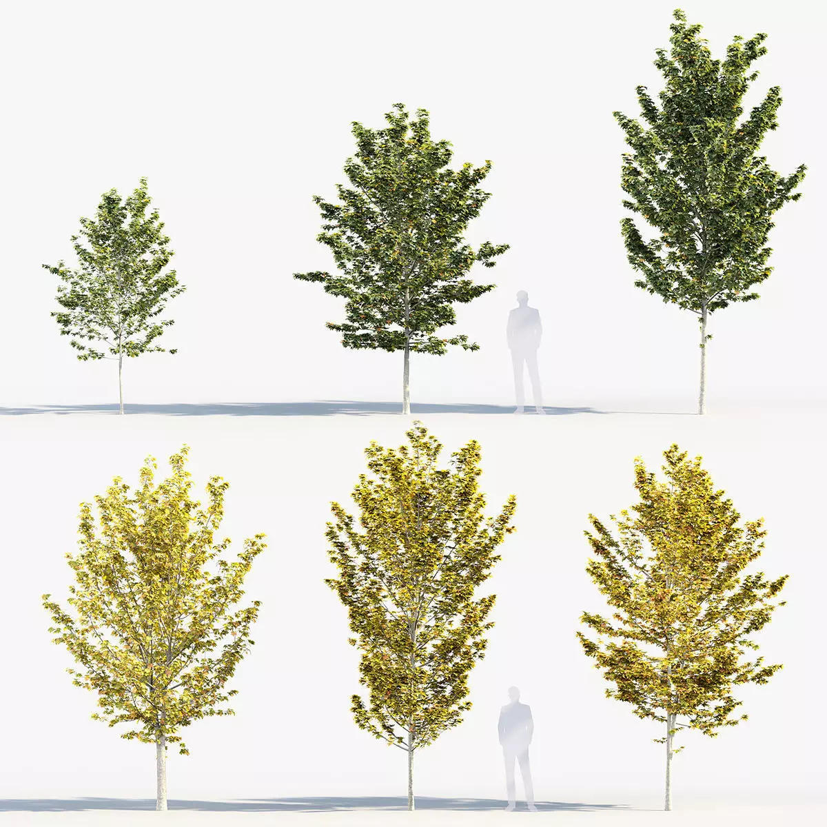 Acer pseudoplatanus Sycamore maple 3D model_0