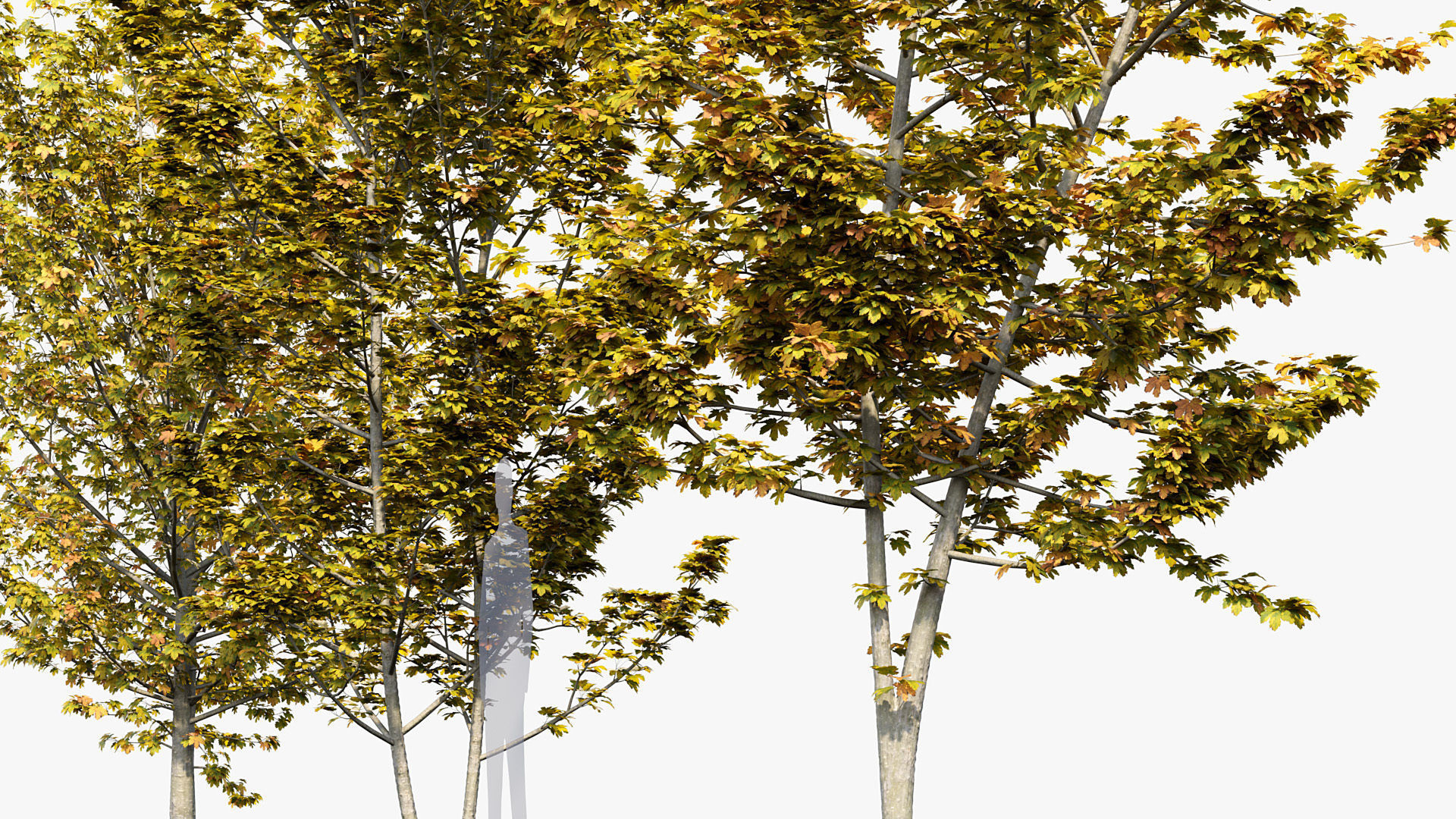 Acer pseudoplatanus Sycamore maple 3D model_5