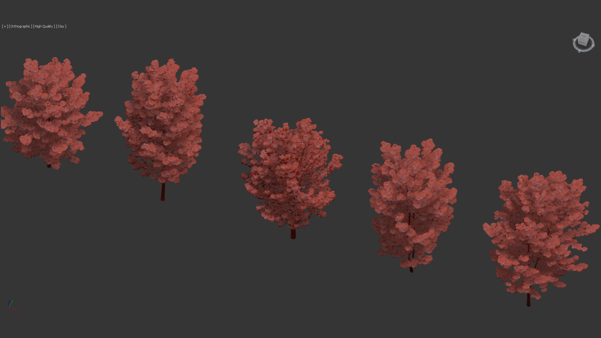 Acer pseudoplatanus Sycamore maple 3D model_12