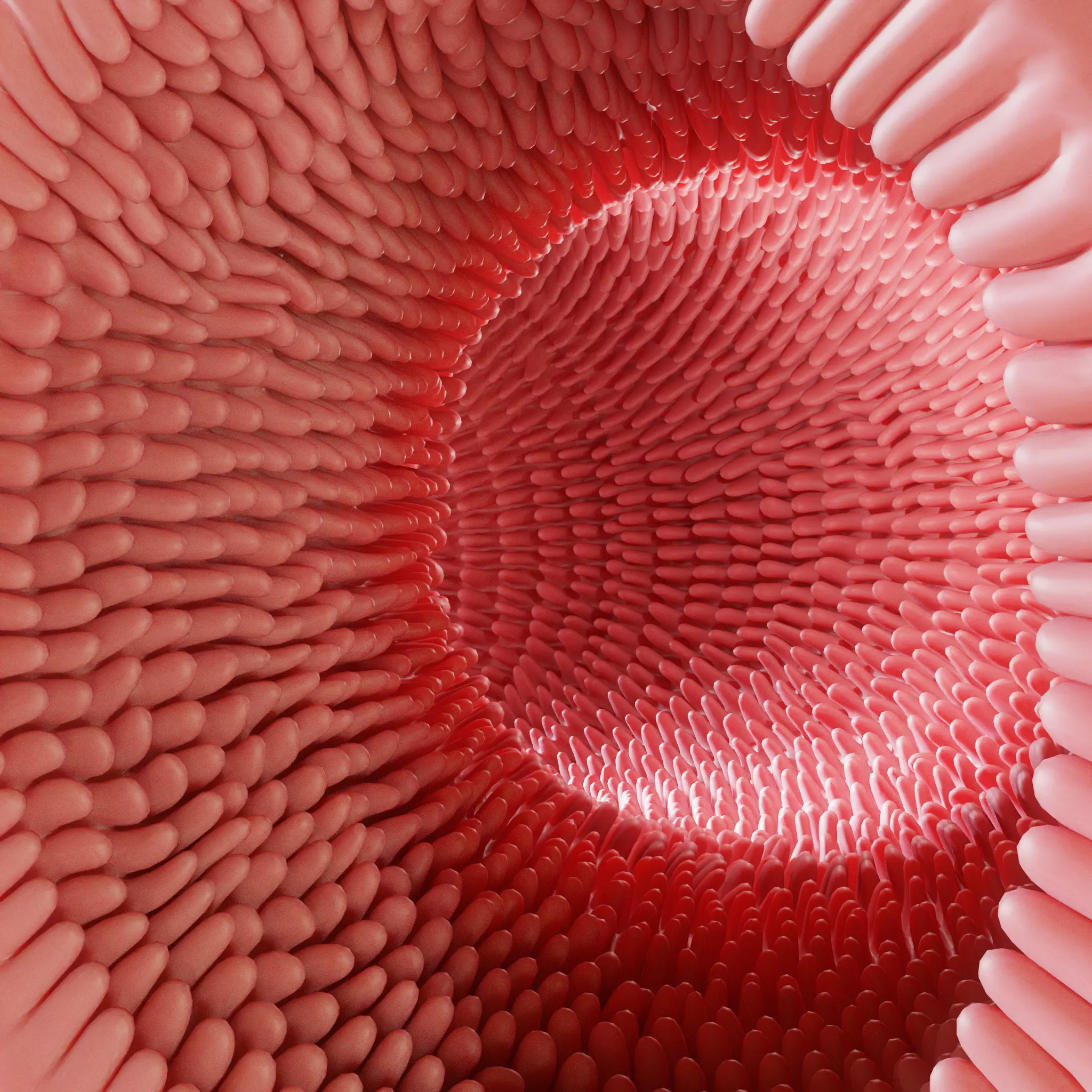 Intestinal villi Animation 3D model
