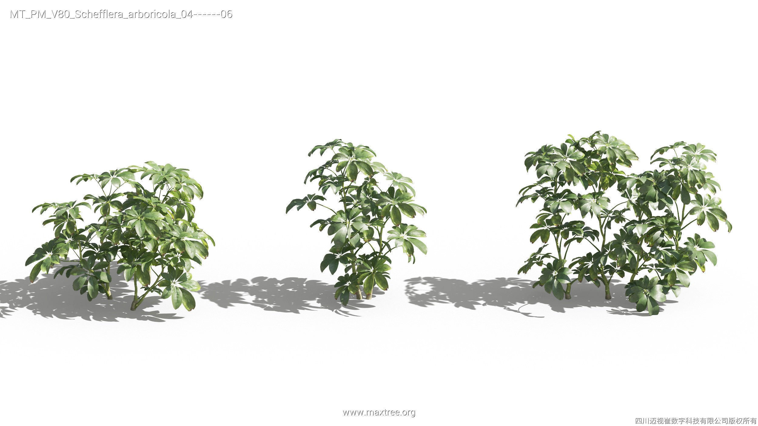 Maxtree Plant Models Vol 80 - Mesh 3D model_26