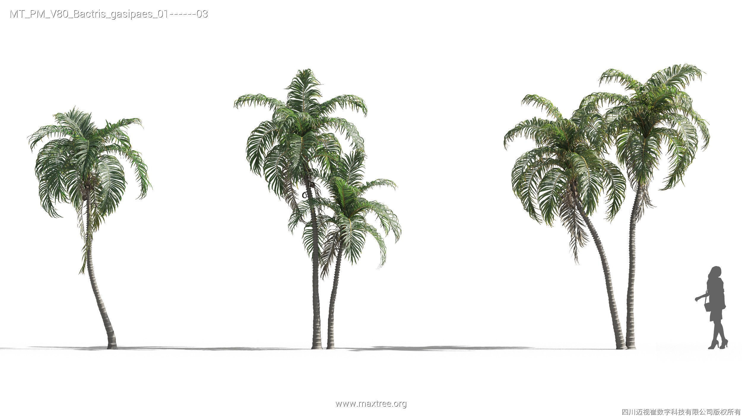 Maxtree Plant Models Vol 80 - Mesh 3D model_11