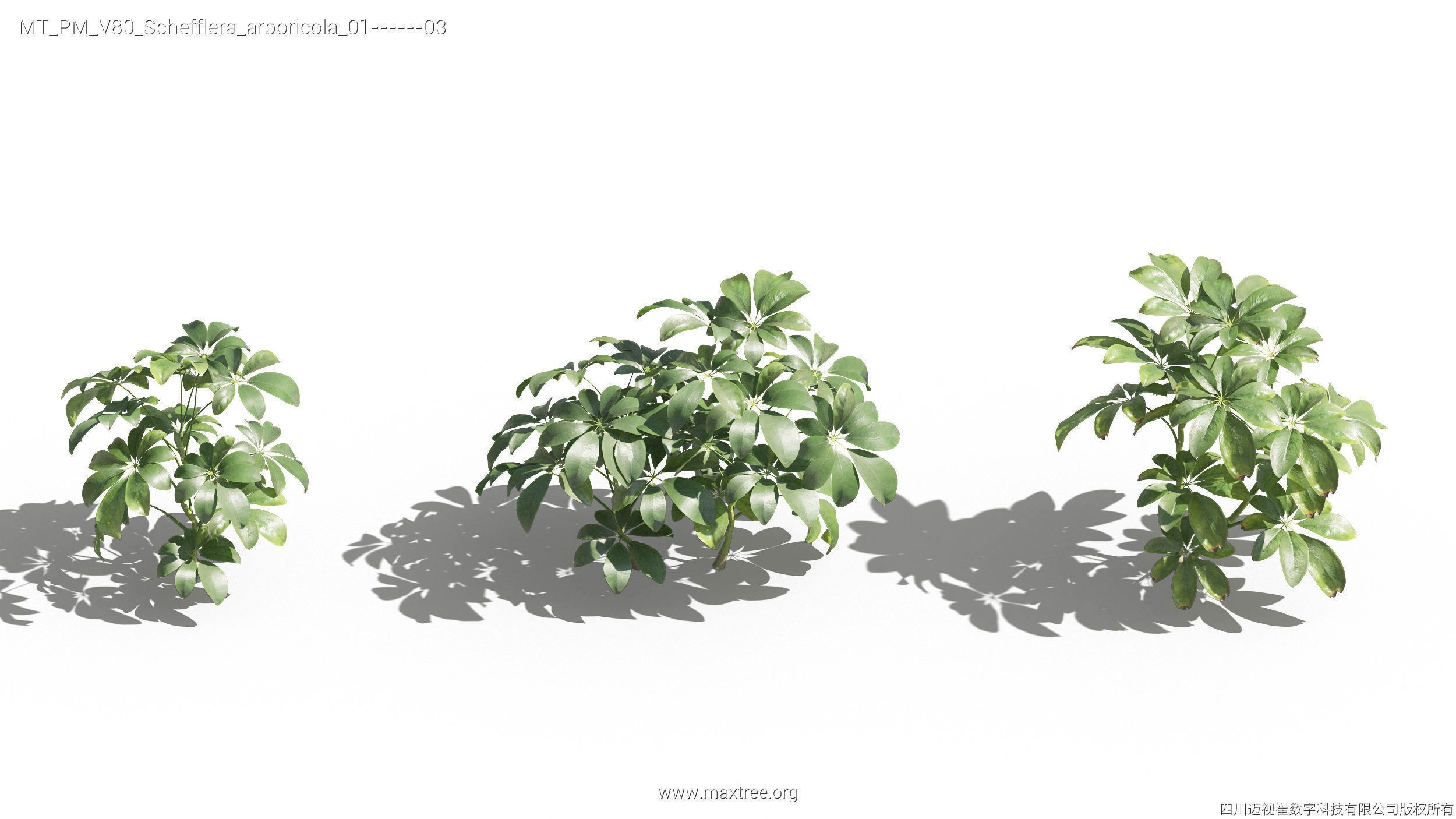 Maxtree Plant Models Vol 80 - Mesh 3D model_25