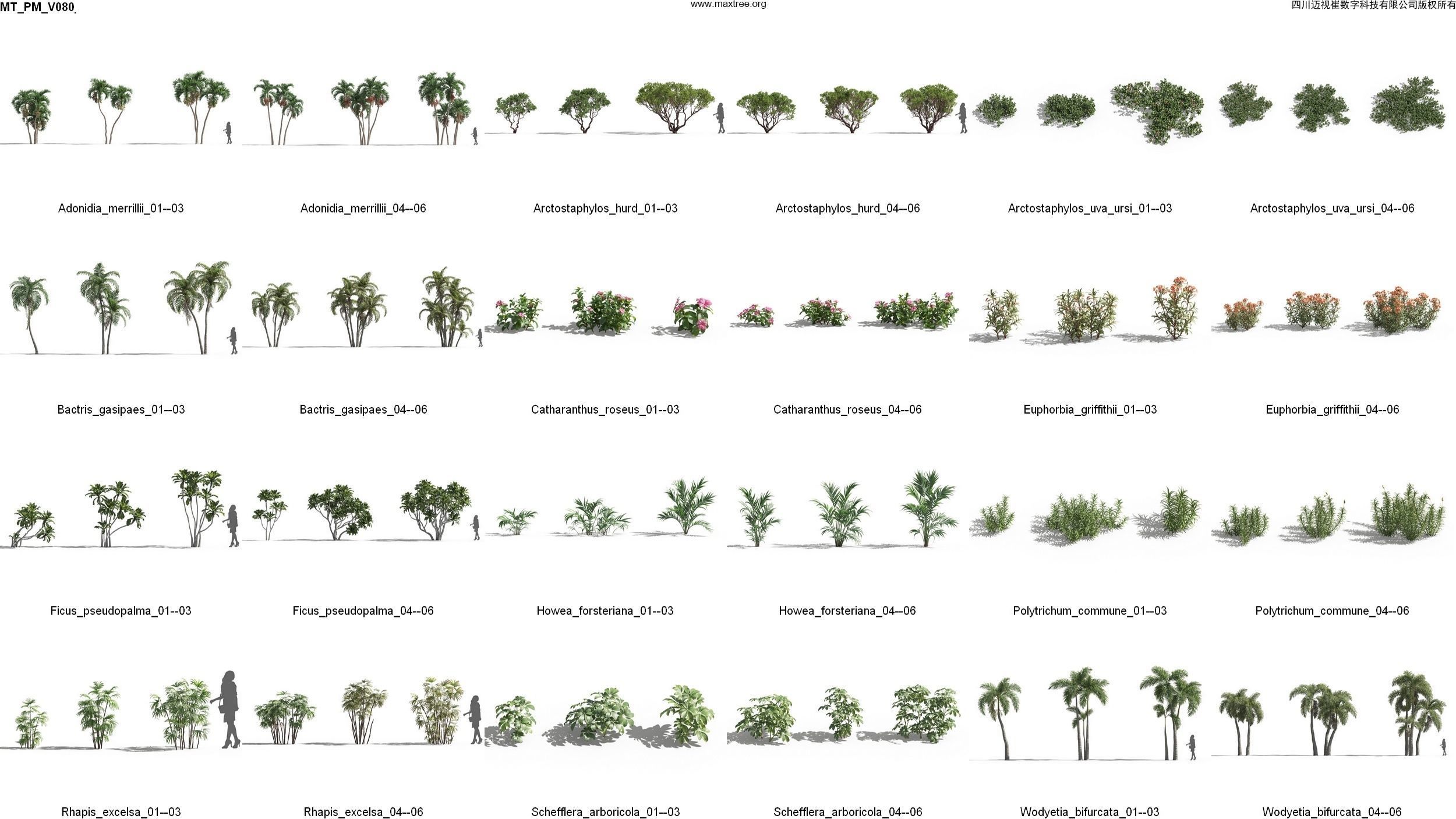 Maxtree Plant Models Vol 80 - Mesh 3D model_4