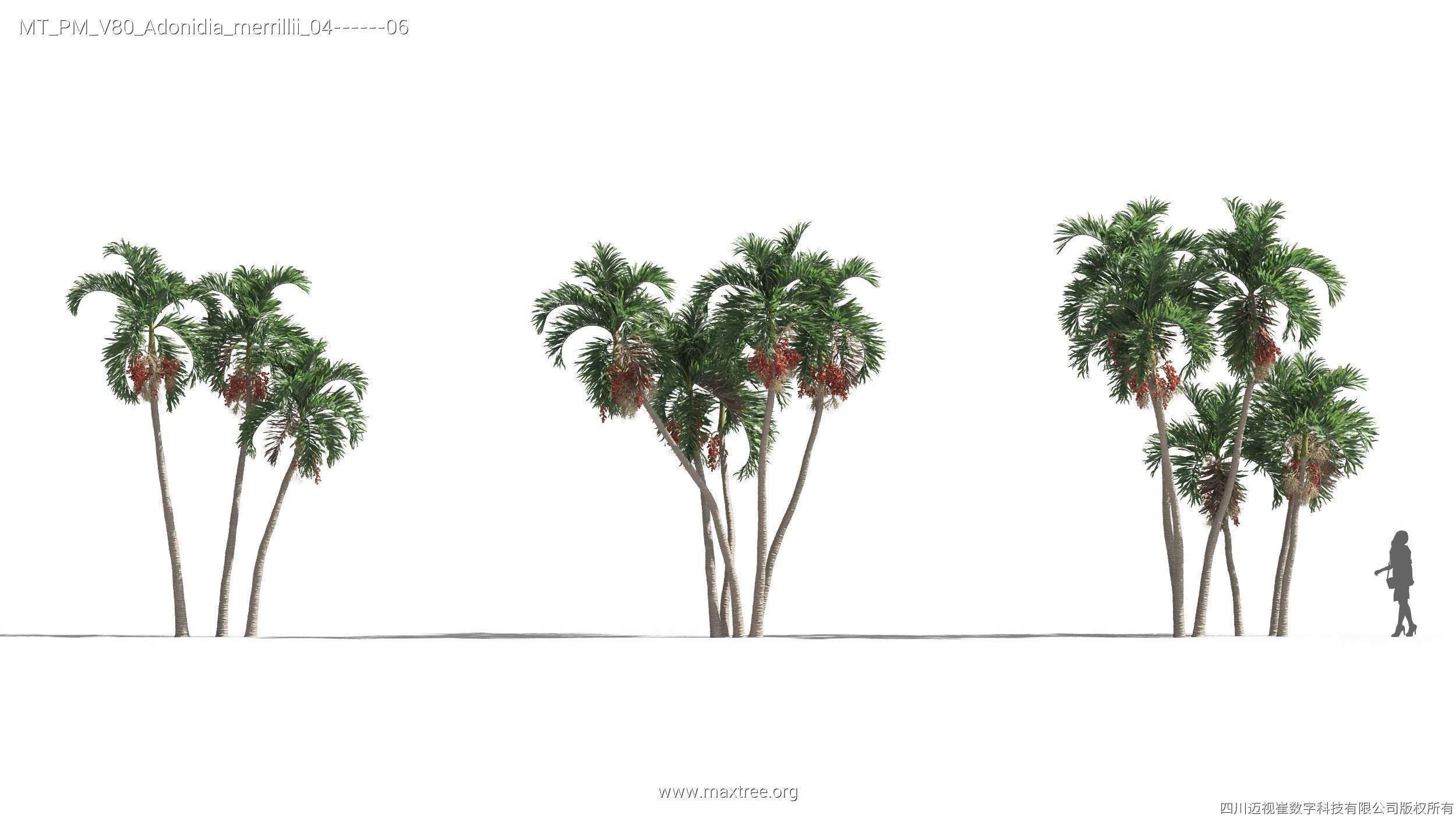 Maxtree Plant Models Vol 80 - Mesh 3D model_6