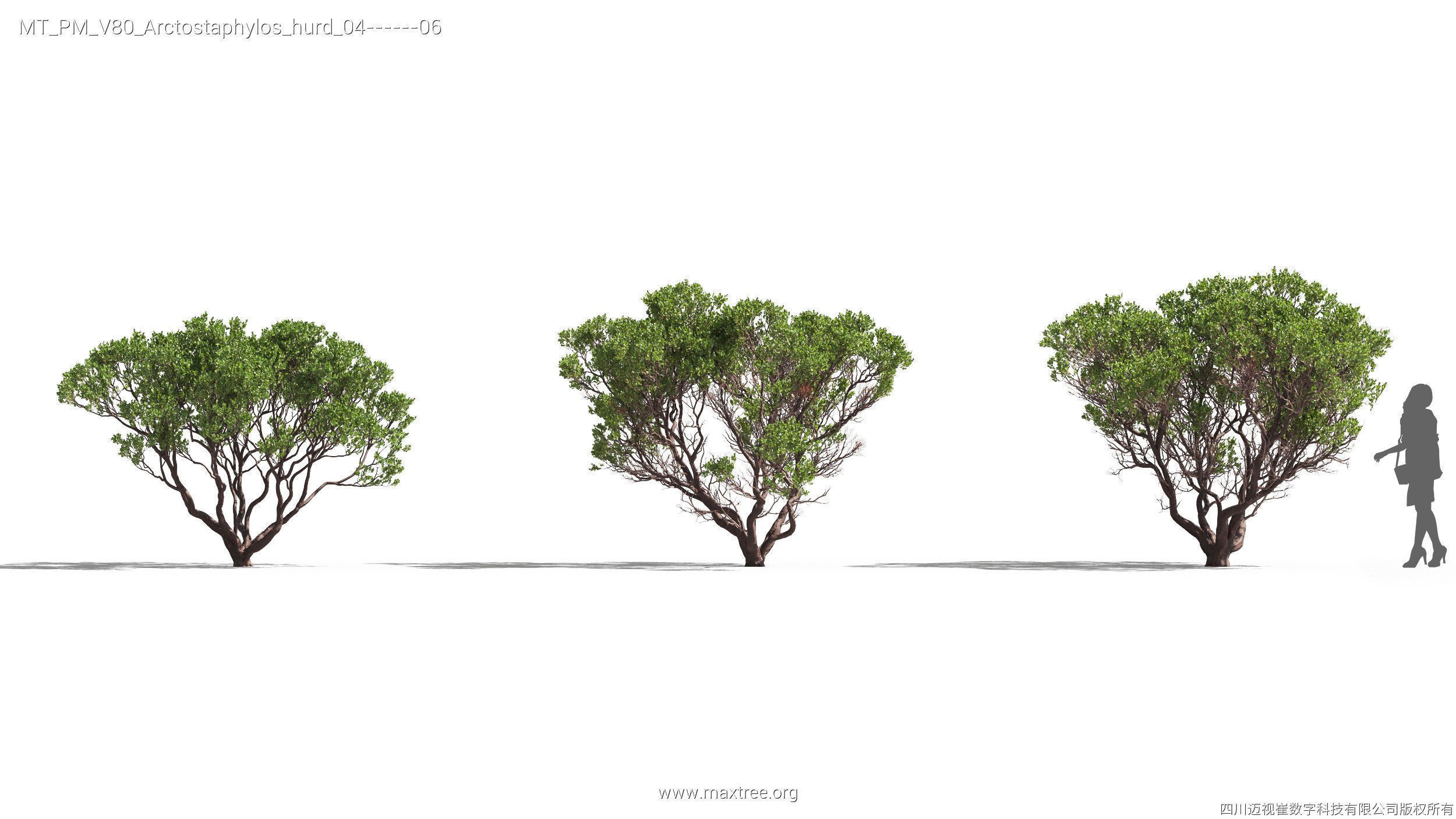 Maxtree Plant Models Vol 80 - Mesh 3D model_8