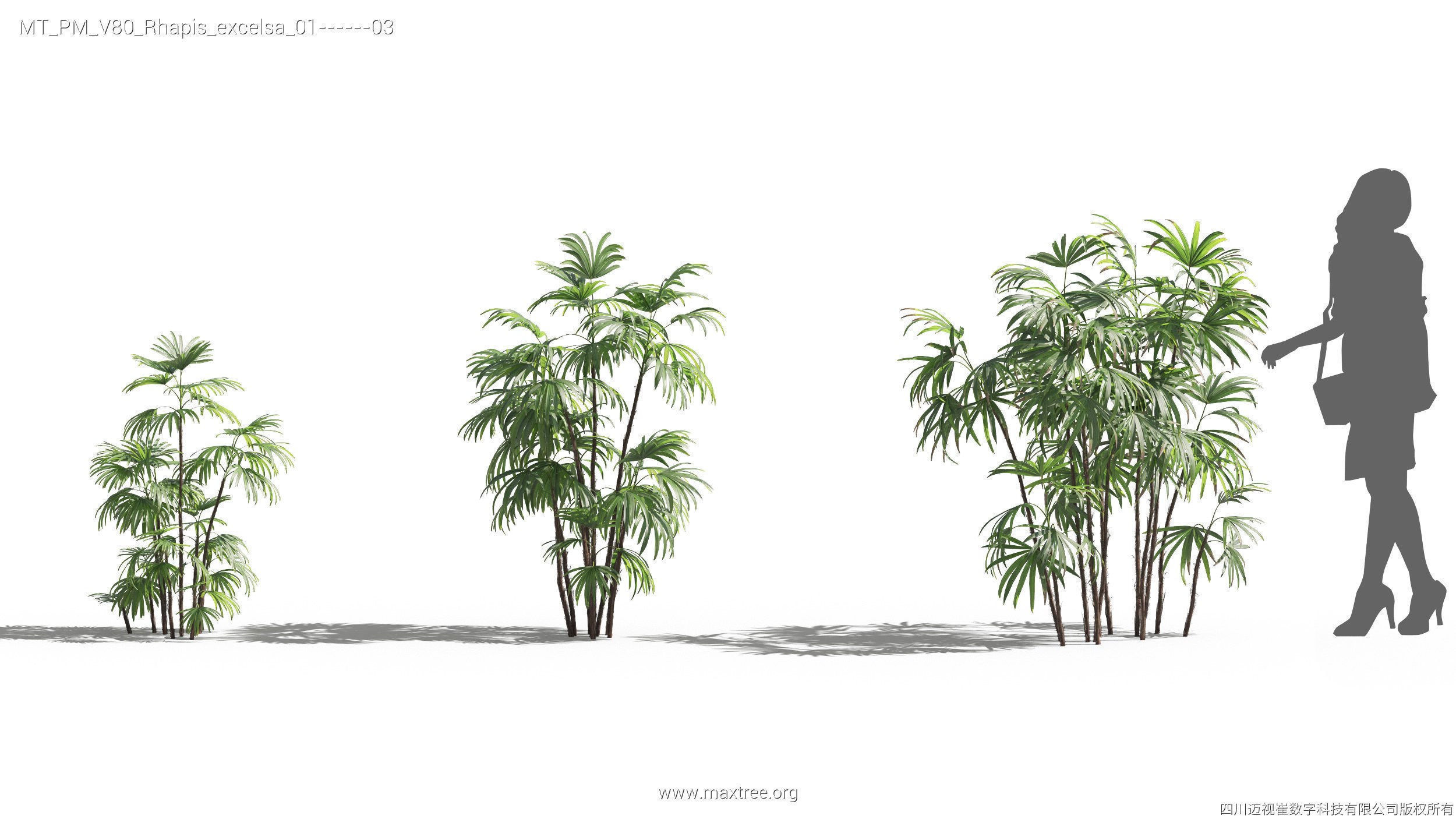 Maxtree Plant Models Vol 80 - Mesh 3D model_23