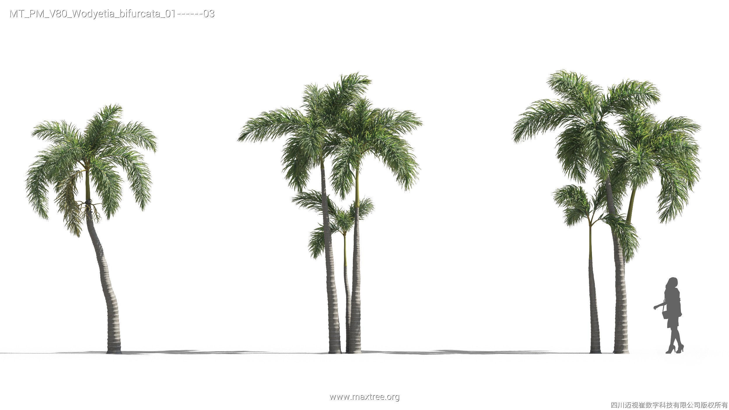 Maxtree Plant Models Vol 80 - Mesh 3D model_27