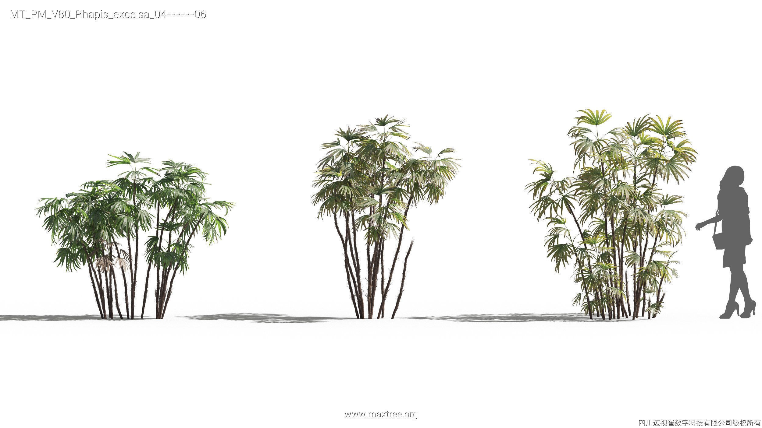 Maxtree Plant Models Vol 80 - Mesh 3D model_24