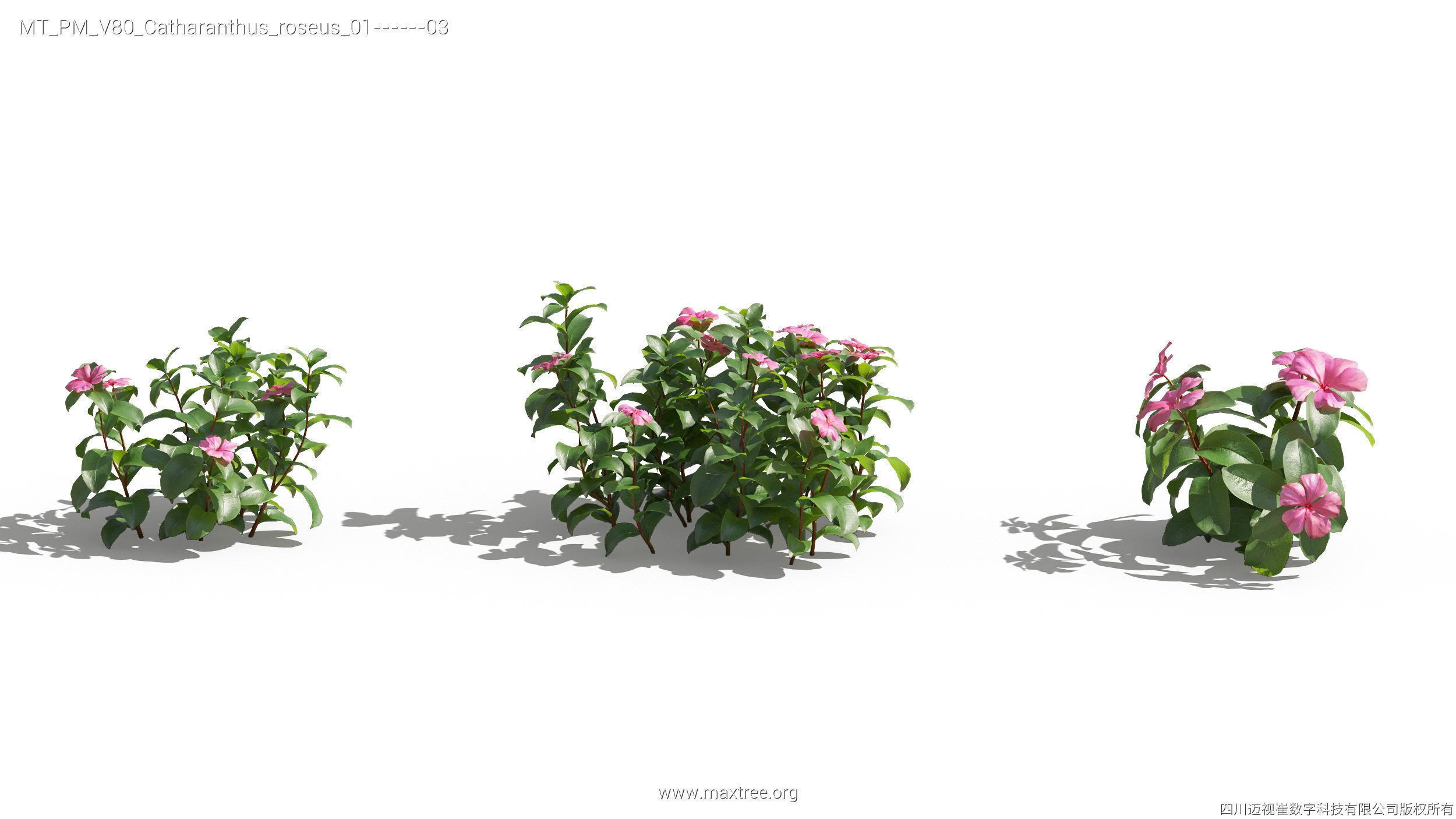 Maxtree Plant Models Vol 80 - Mesh 3D model_13