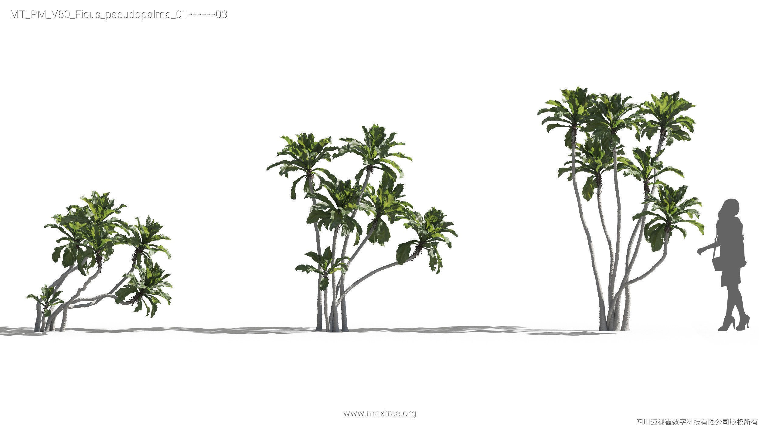 Maxtree Plant Models Vol 80 - Mesh 3D model_17