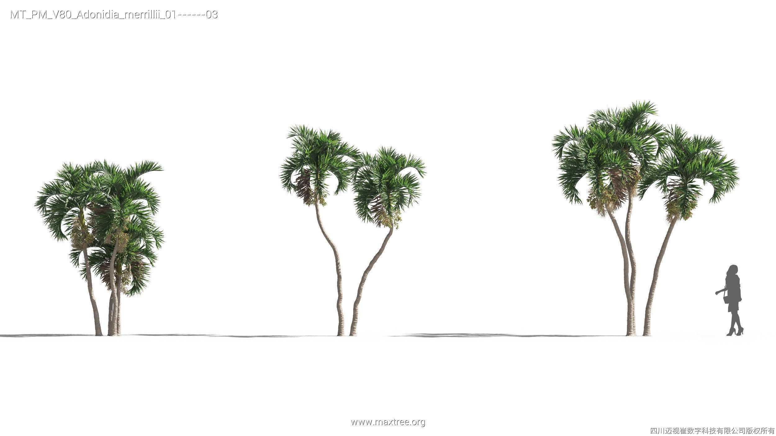 Maxtree Plant Models Vol 80 - Mesh 3D model_5