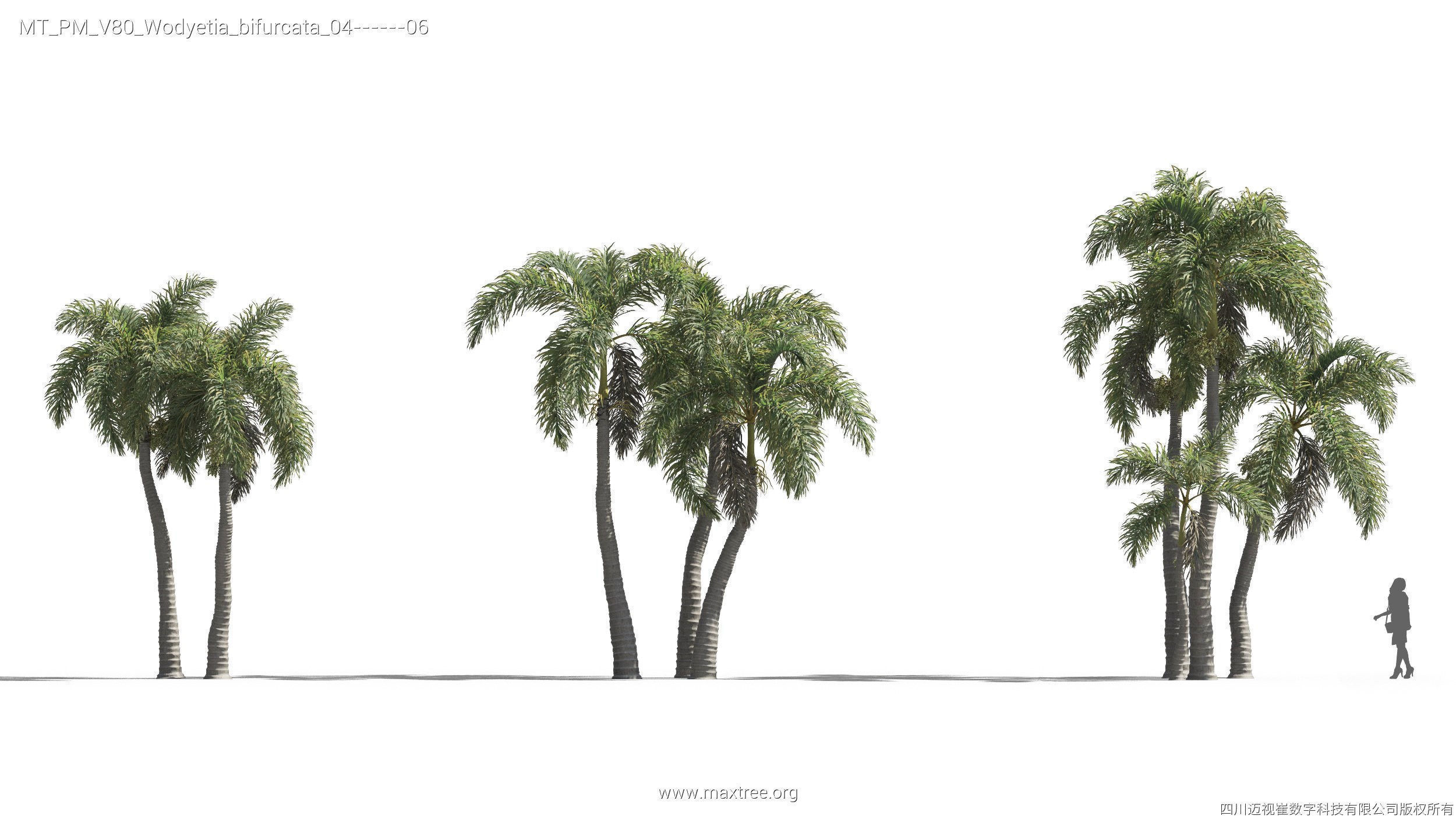 Maxtree Plant Models Vol 80 - Mesh 3D model_28