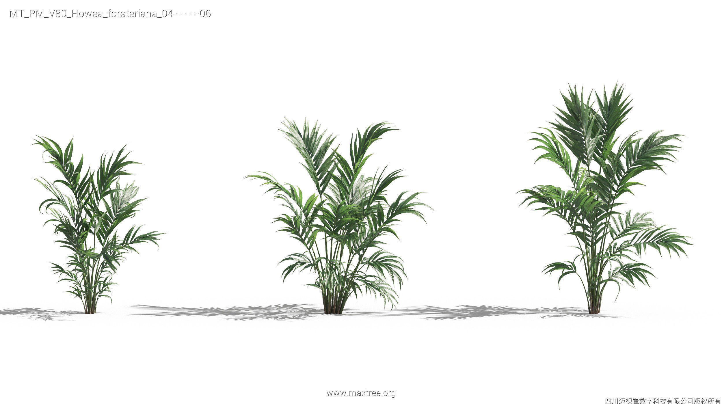 Maxtree Plant Models Vol 80 - Mesh 3D model_20