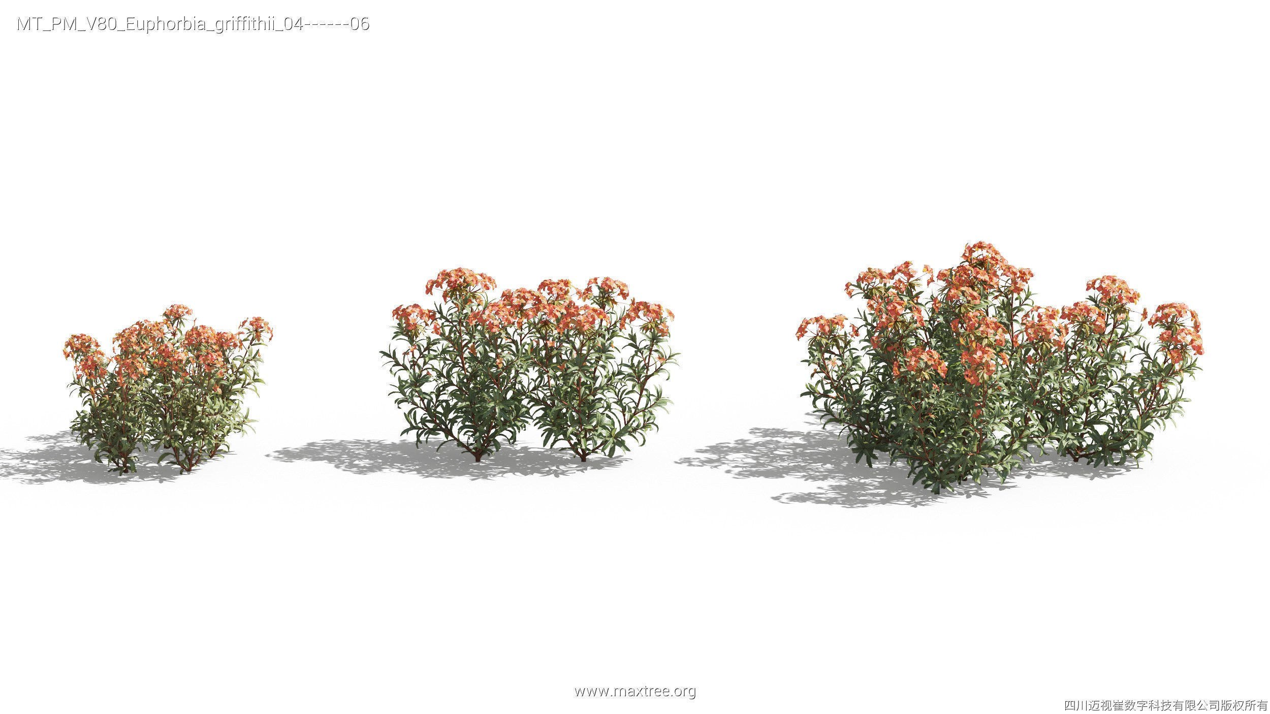 Maxtree Plant Models Vol 80 - Mesh 3D model_16