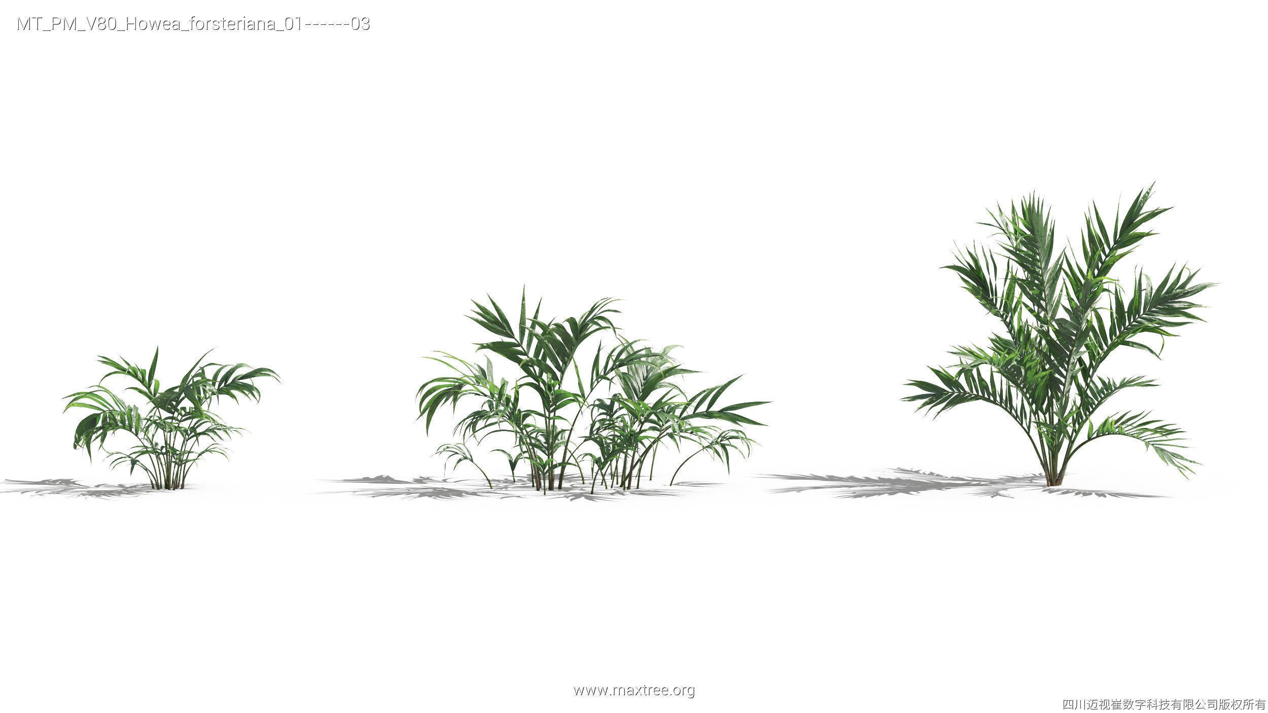 Maxtree Plant Models Vol 80 - Mesh 3D model_19