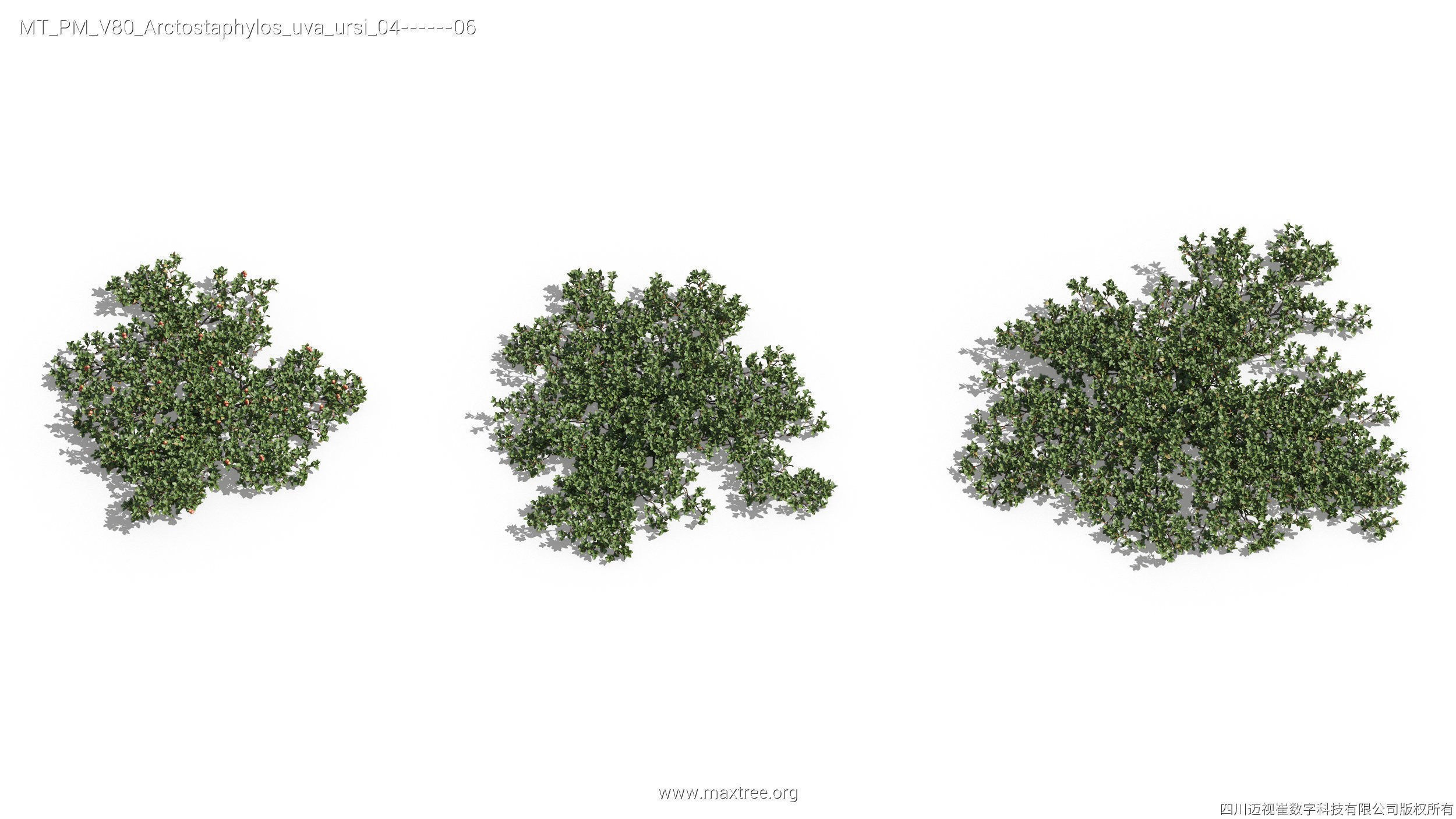 Maxtree Plant Models Vol 80 - Mesh 3D model_10