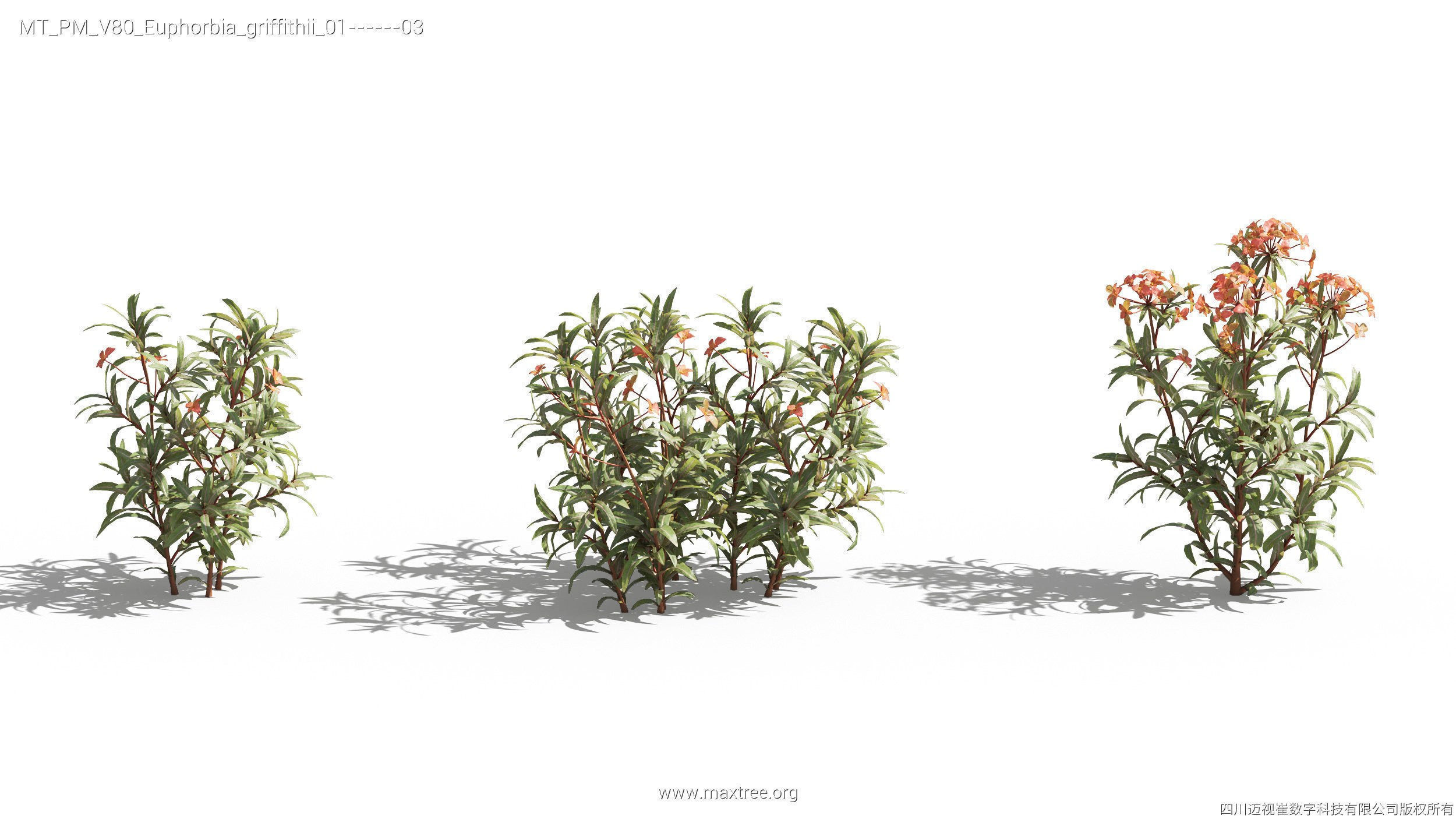 Maxtree Plant Models Vol 80 - Mesh 3D model_15