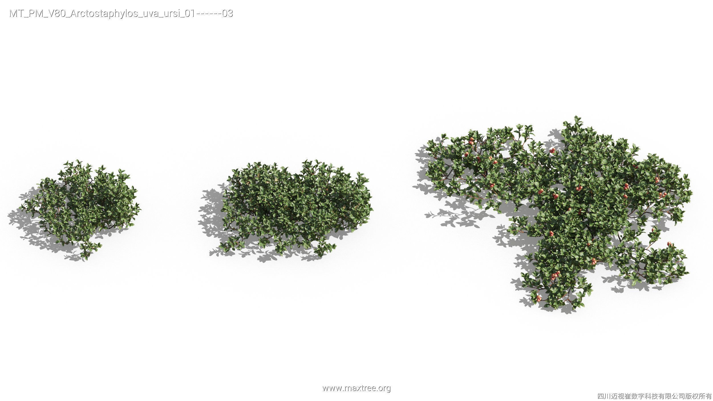 Maxtree Plant Models Vol 80 - Mesh 3D model_9