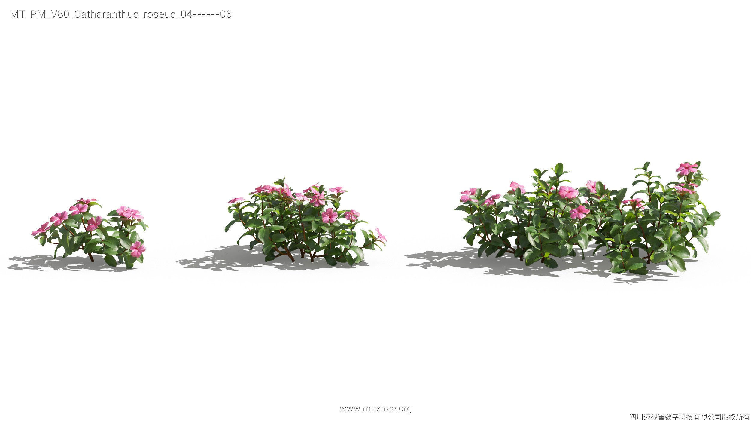 Maxtree Plant Models Vol 80 - Mesh 3D model_14