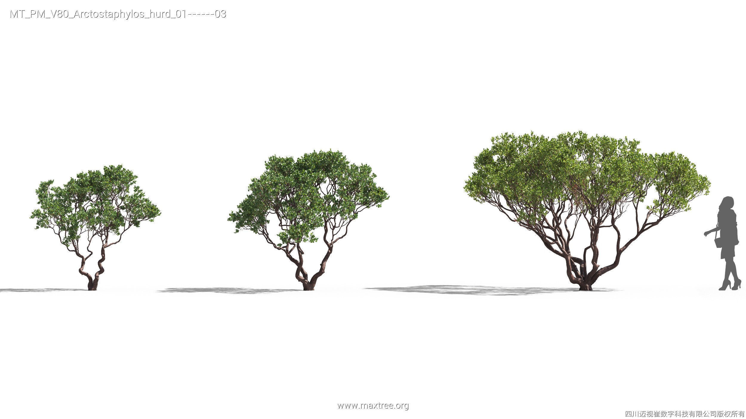 Maxtree Plant Models Vol 80 - Mesh 3D model_7