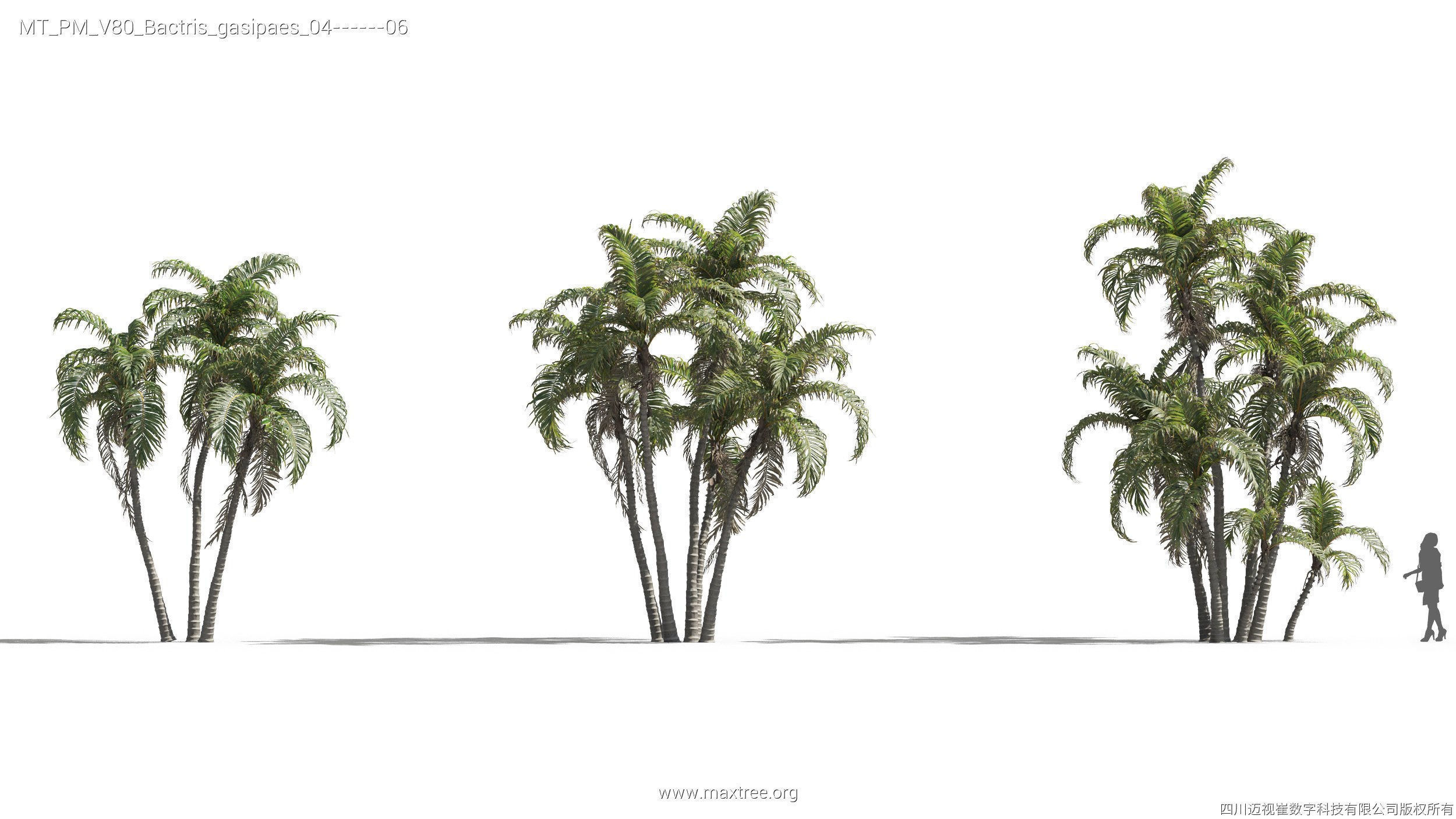 Maxtree Plant Models Vol 80 - Mesh 3D model_12